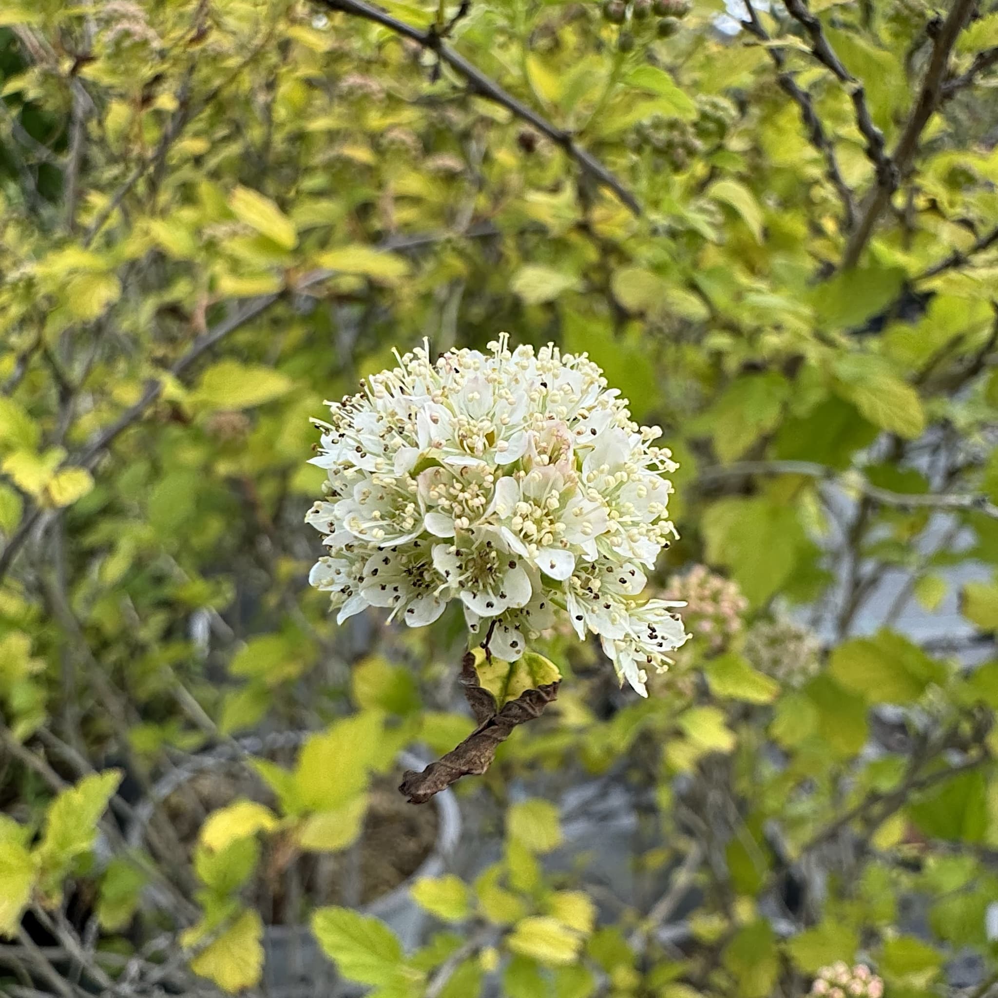 Physocarpus 'Tiny Wine Gold'