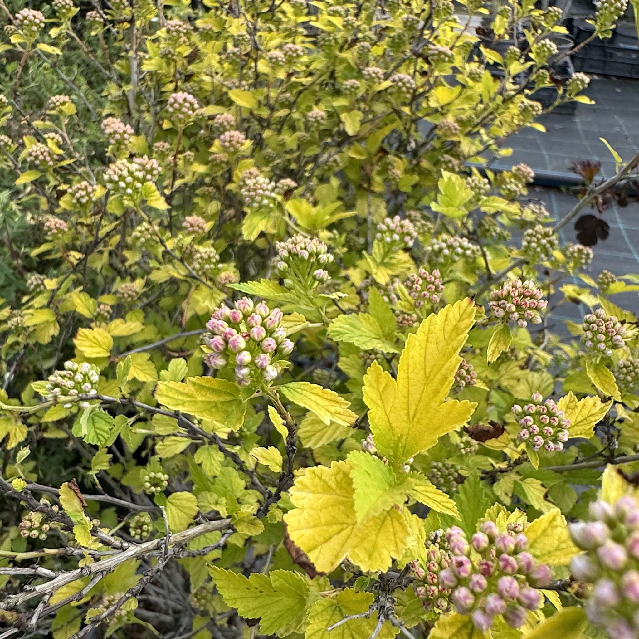 Physocarpus 'Tiny Wine Gold'