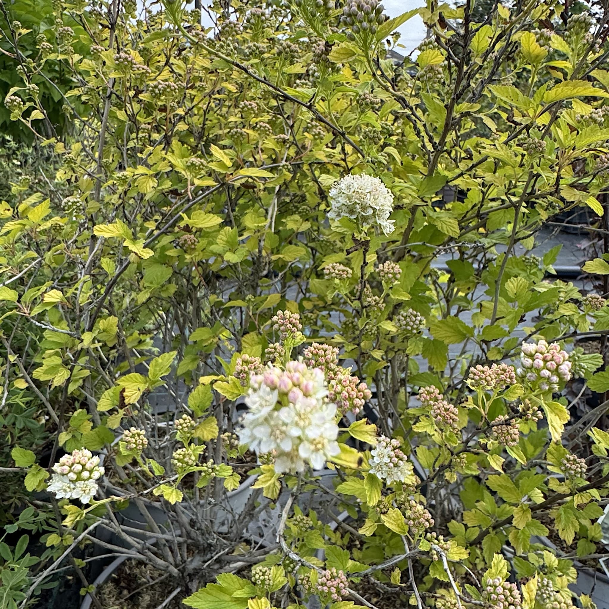 Physocarpus 'Tiny Wine Gold'