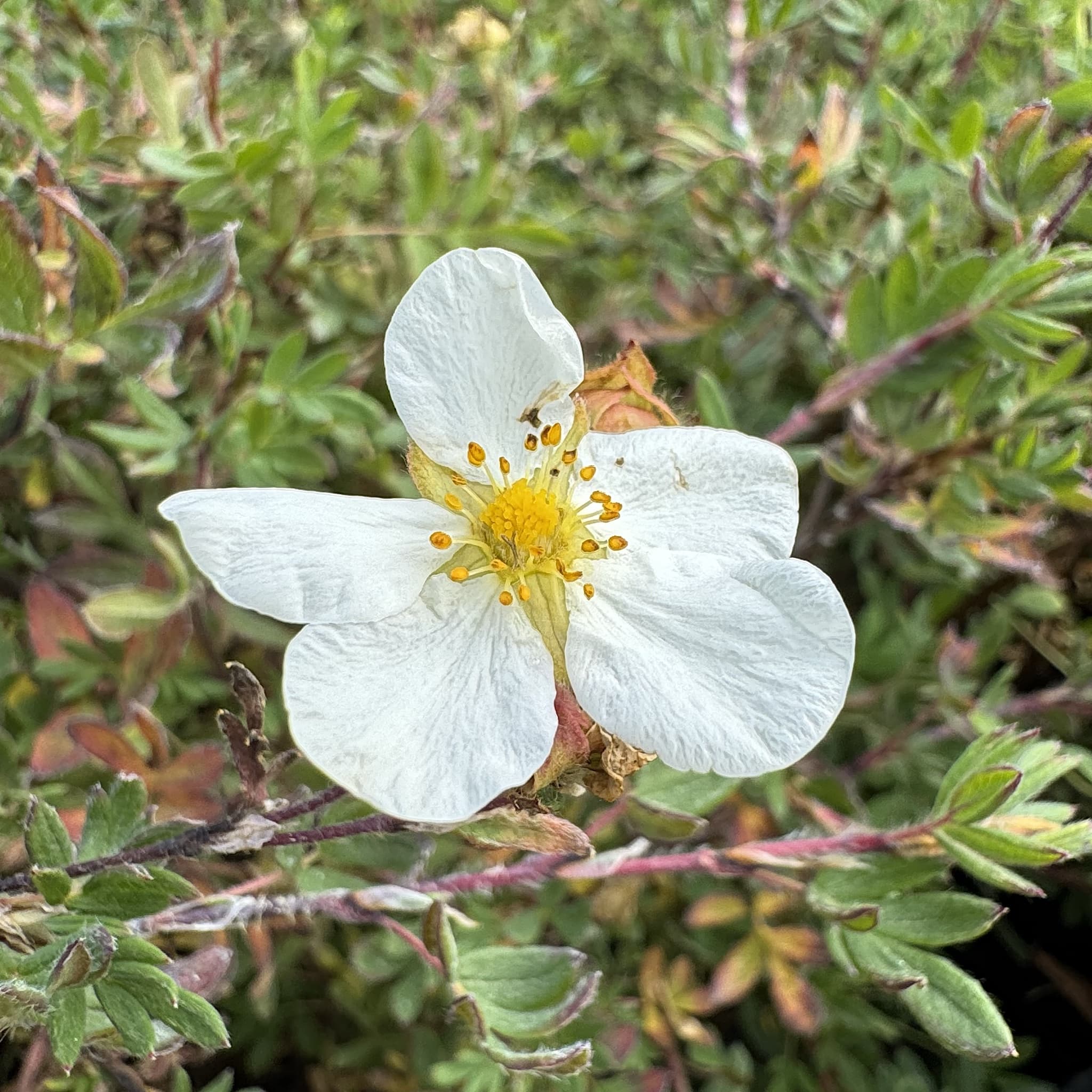 Potentilla frut. 'Abbotswood'