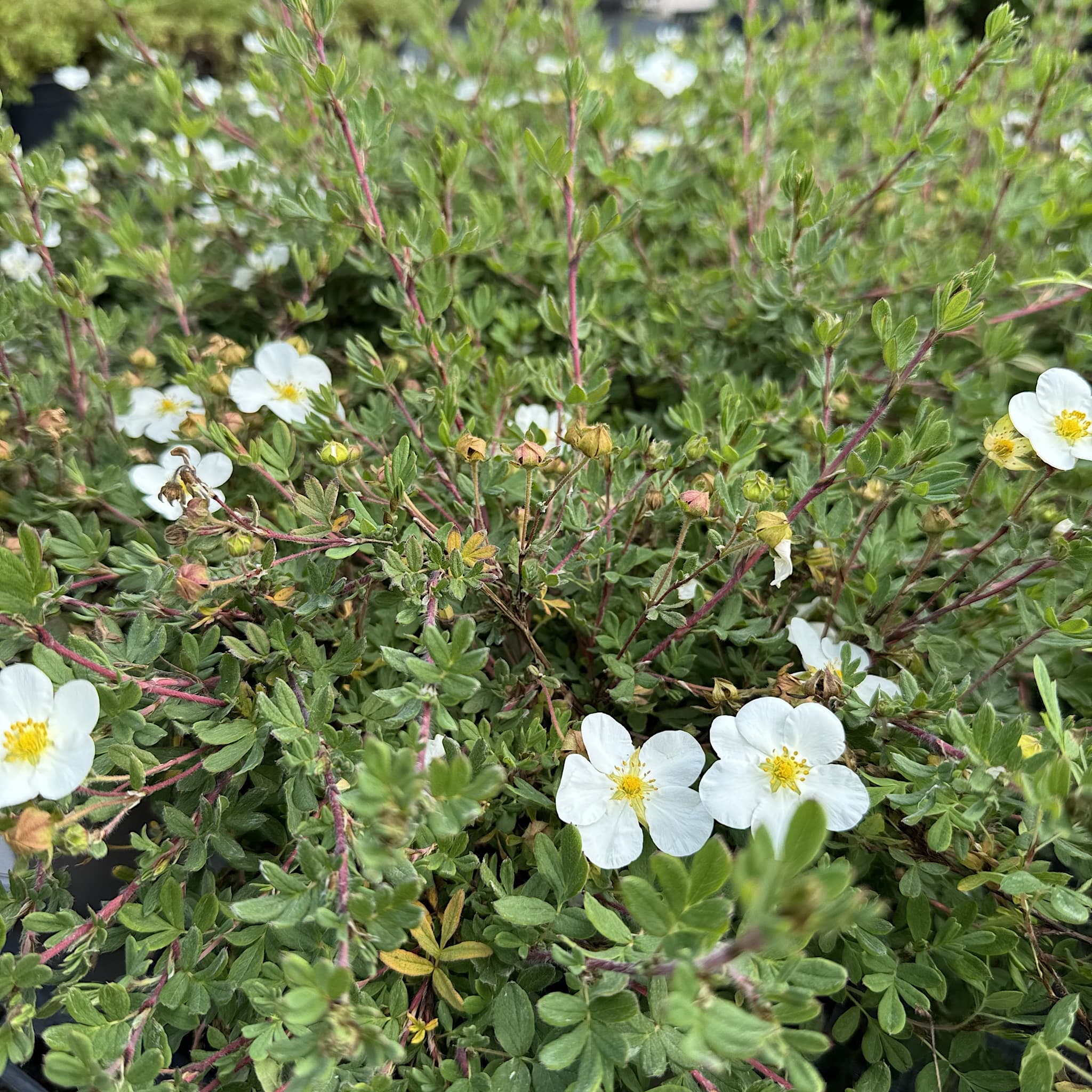 Potentilla frut. 'Abbotswood'