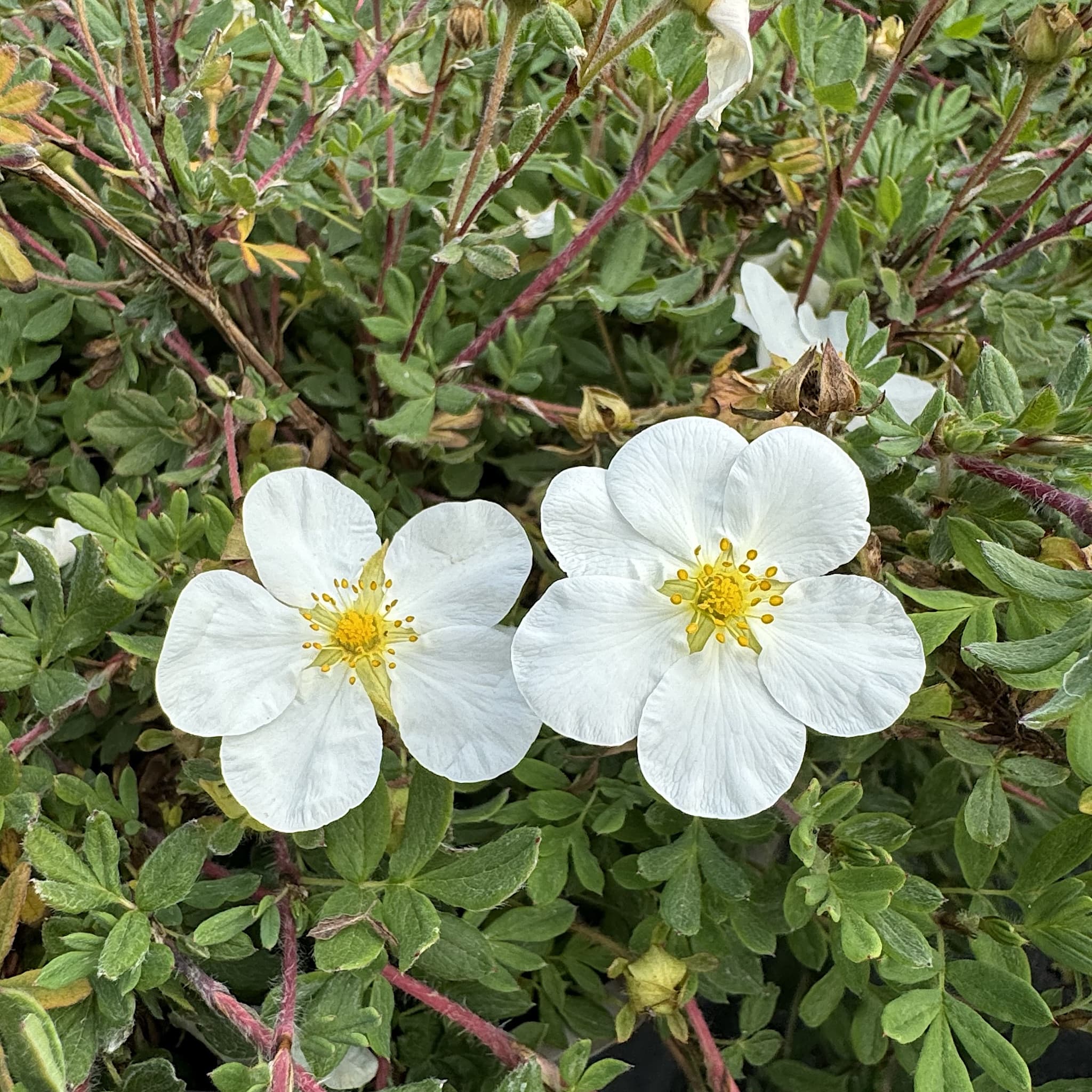 Potentilla frut. 'Abbotswood'