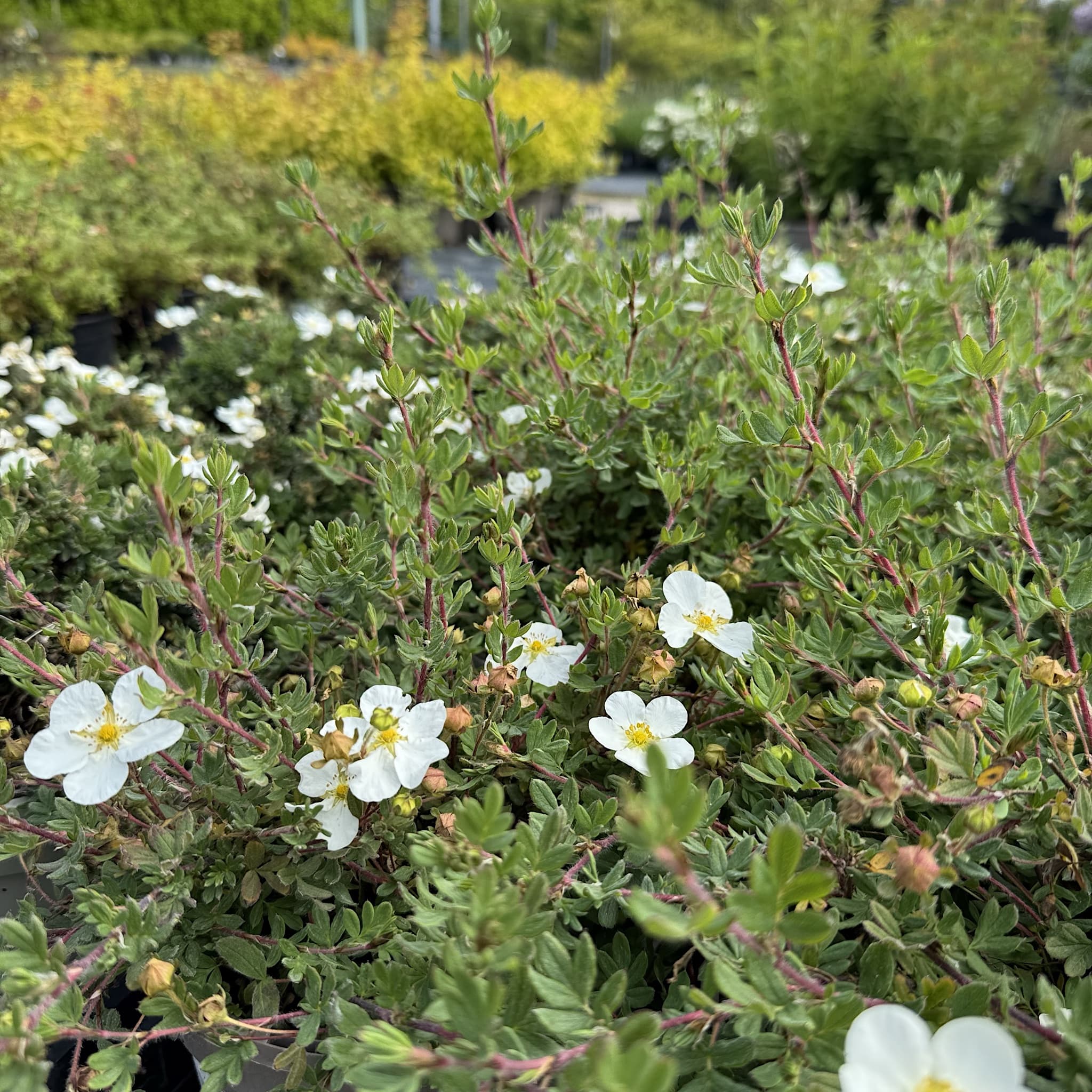 Potentilla frut. 'Abbotswood'