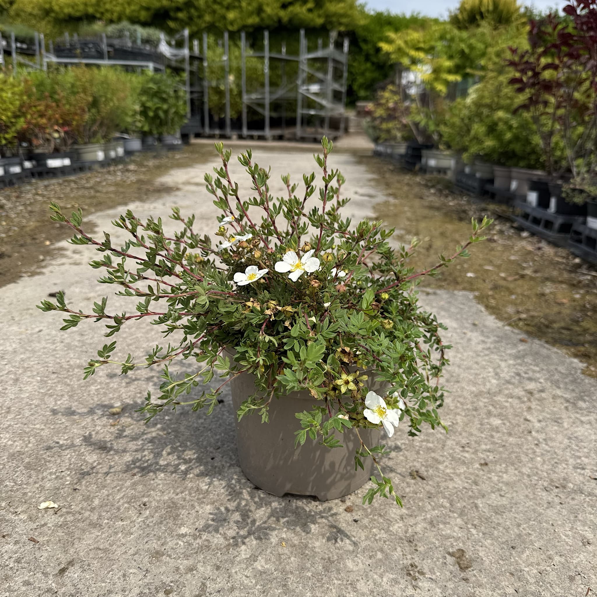 Potentilla frut. 'Abbotswood'