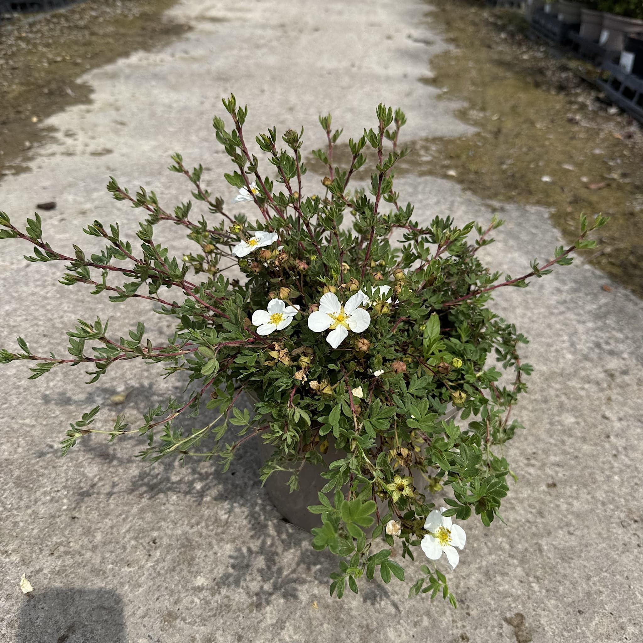 Potentilla frut. 'Abbotswood'