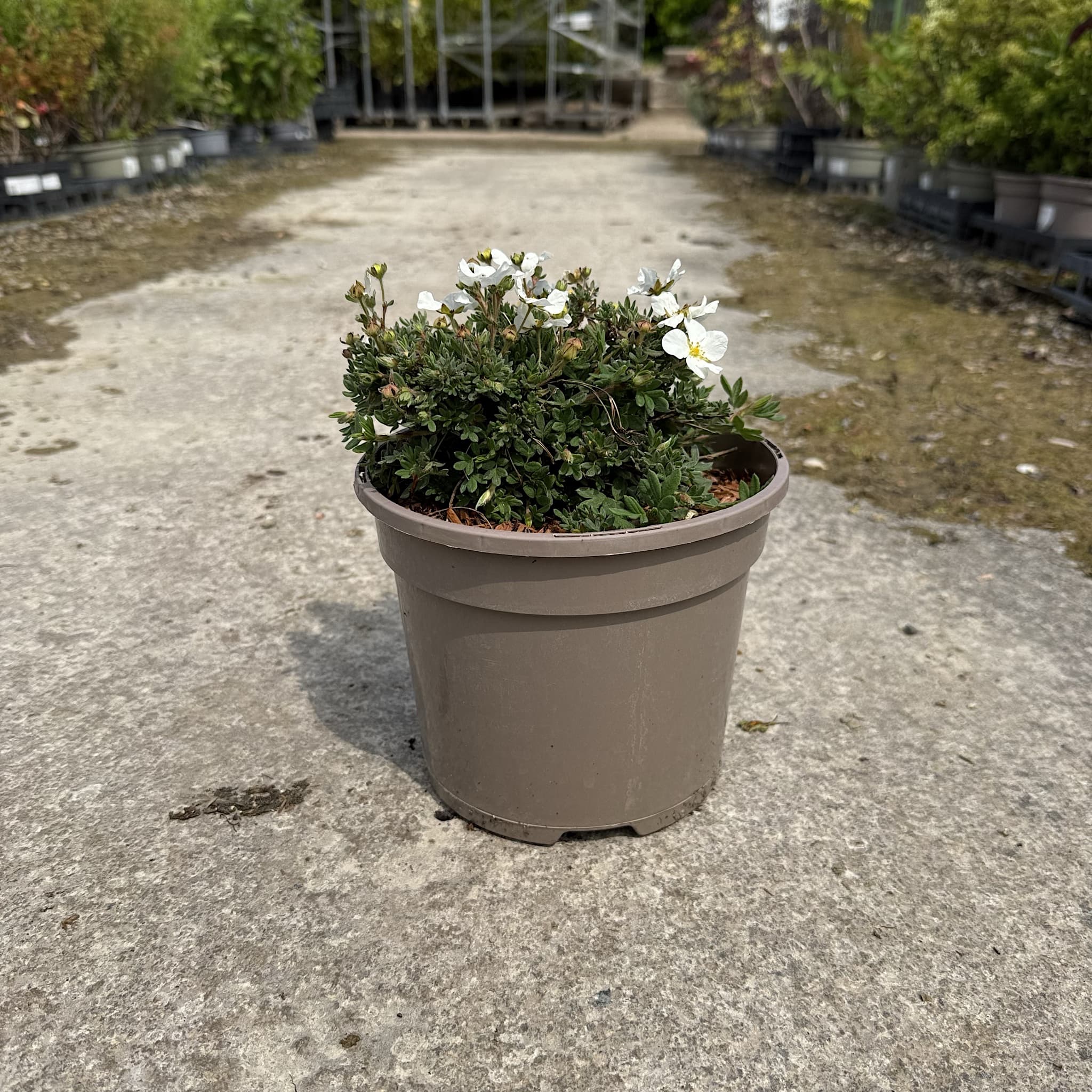 Potentilla frut. 'Bella Bianca'