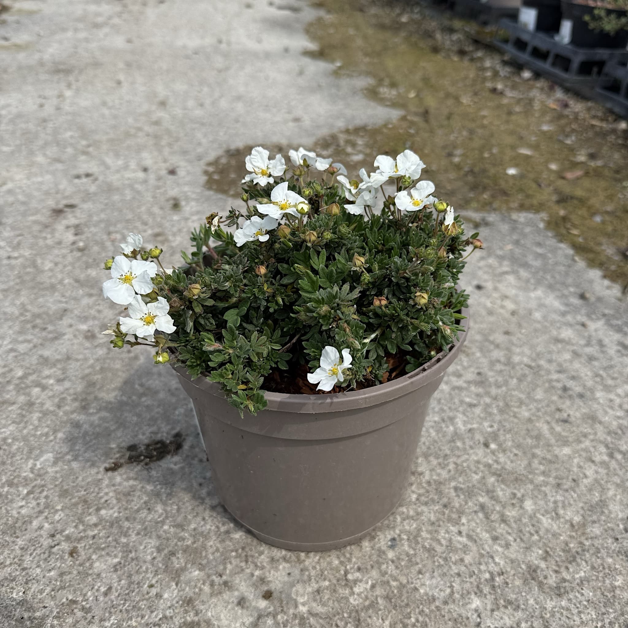 Potentilla frut. 'Bella Bianca'