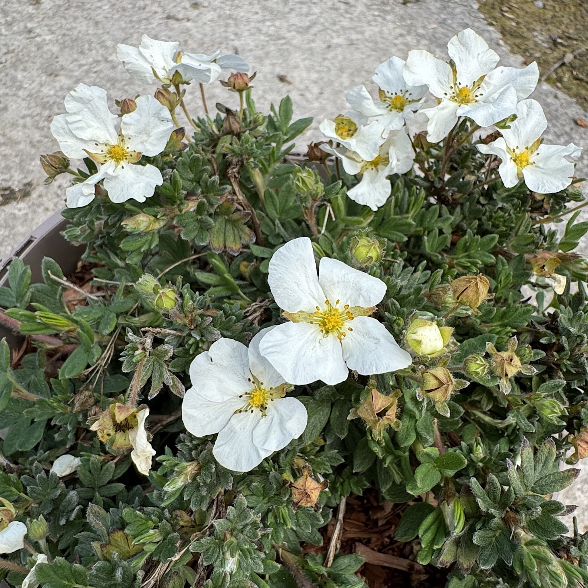 Potentilla frut. 'Bella Bianca'