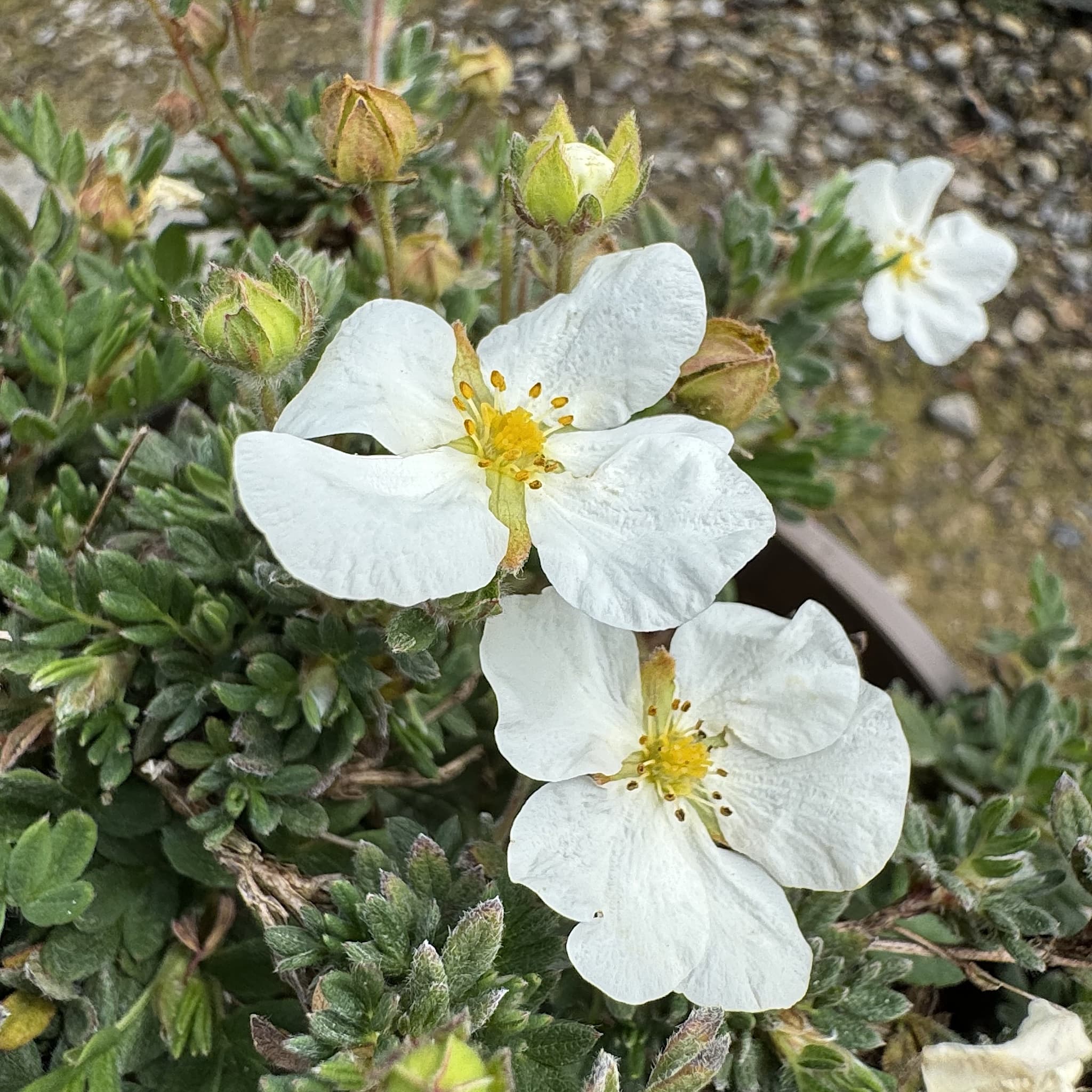 Potentilla frut. 'Bella Bianca'