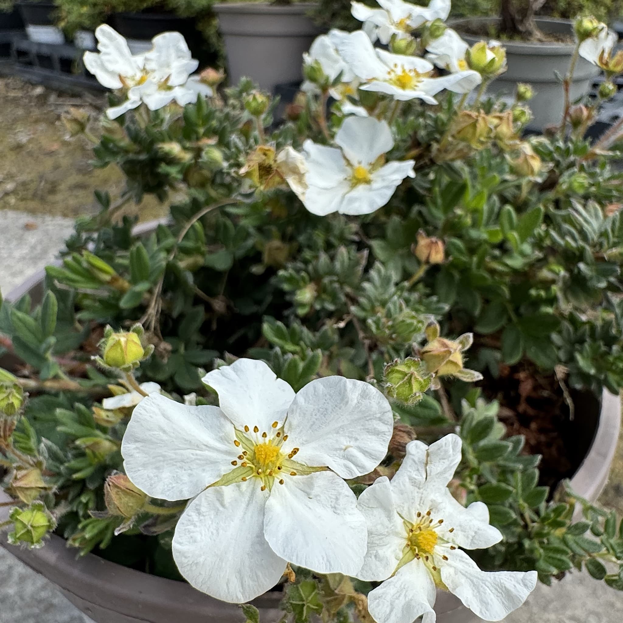 Potentilla frut. 'Bella Bianca'