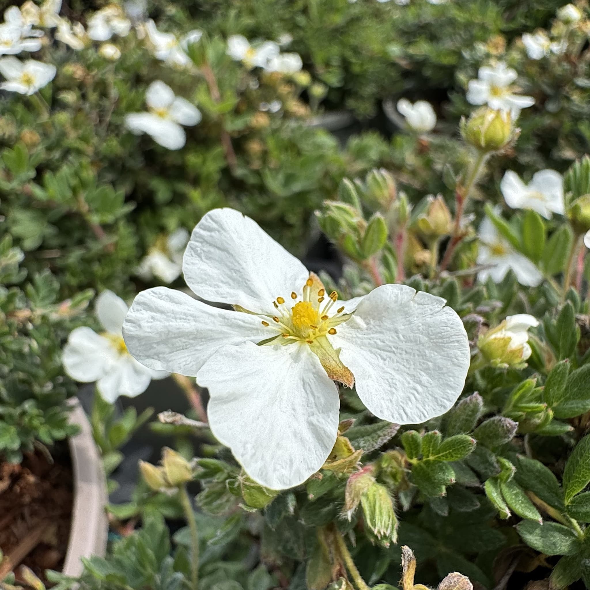 Potentilla frut. 'Bella Bianca'