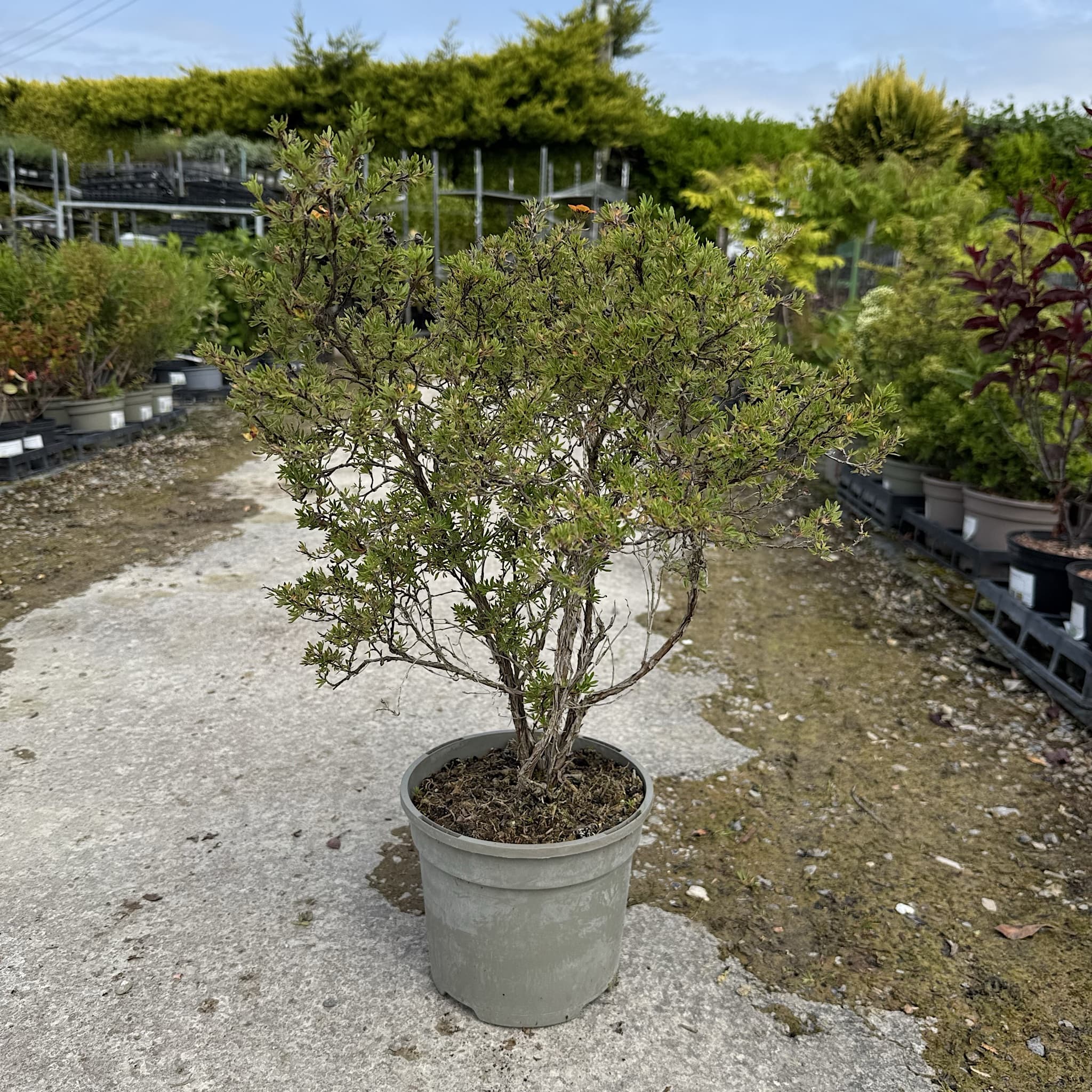 Potentilla frut. 'Bella Sol'
