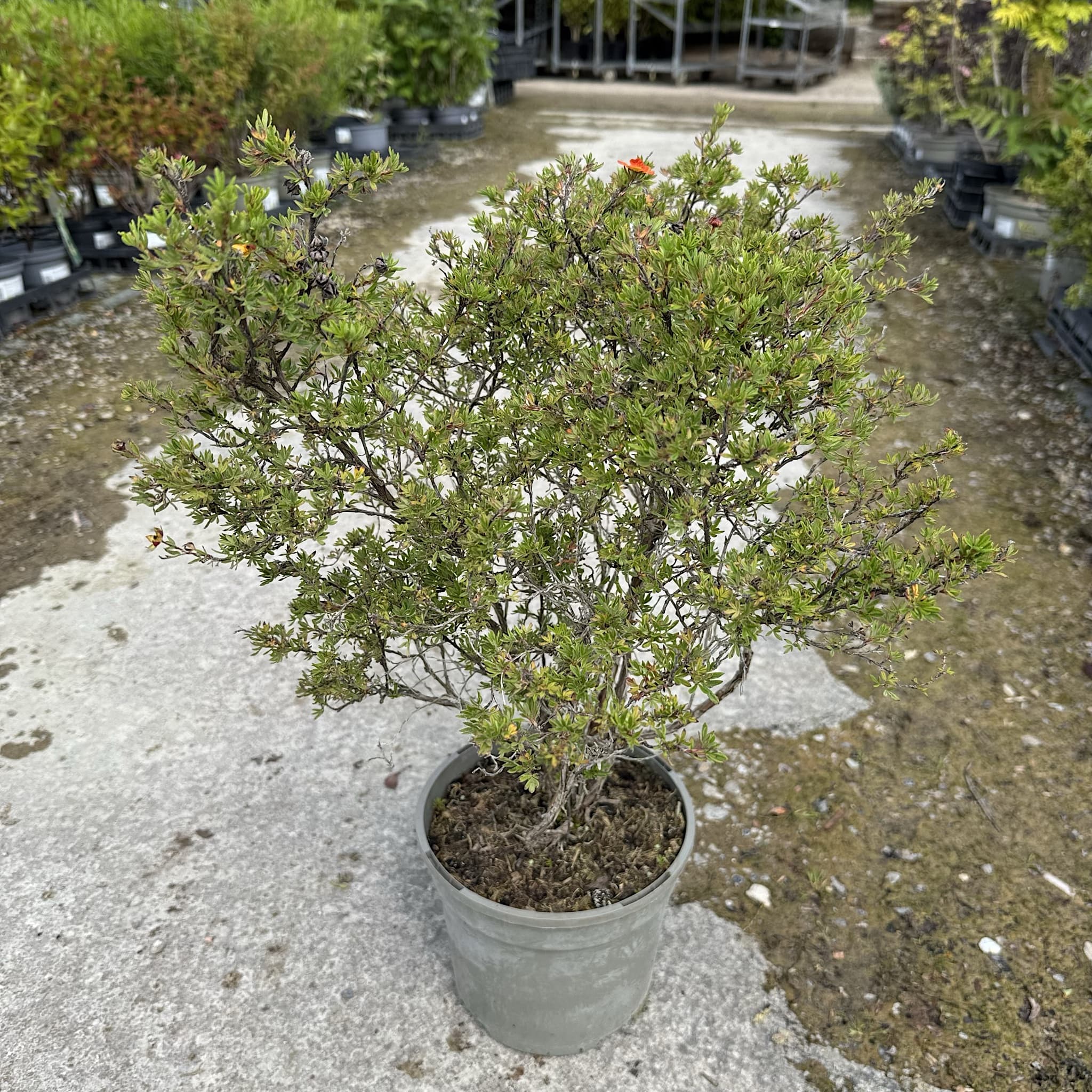 Potentilla frut. 'Bella Sol'