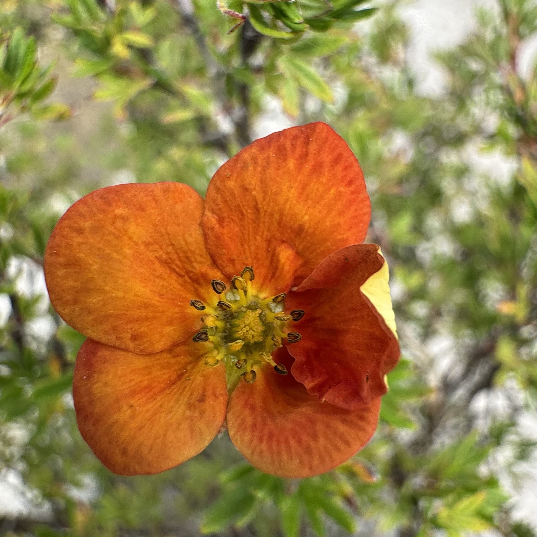 Potentilla frut. 'Bella Sol'