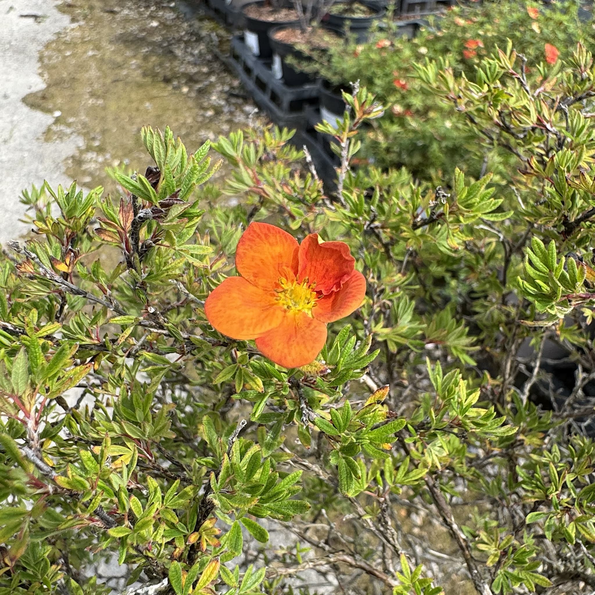 Potentilla frut. 'Bella Sol'