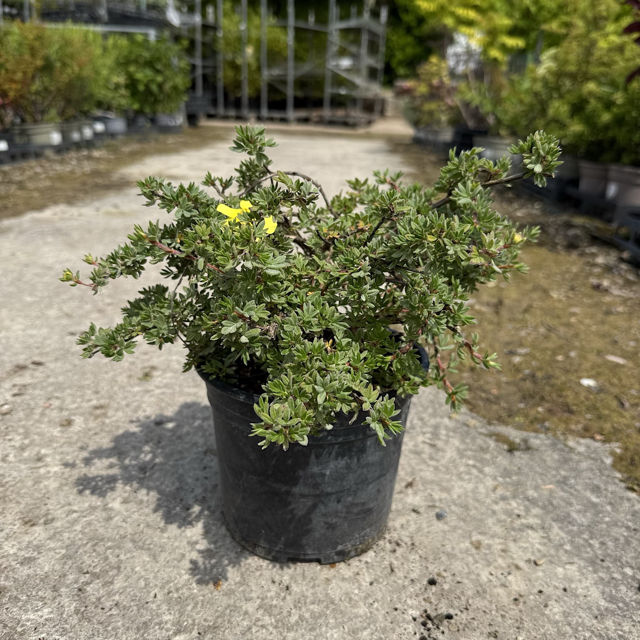 Potentilla frut. 'Elizabeth’