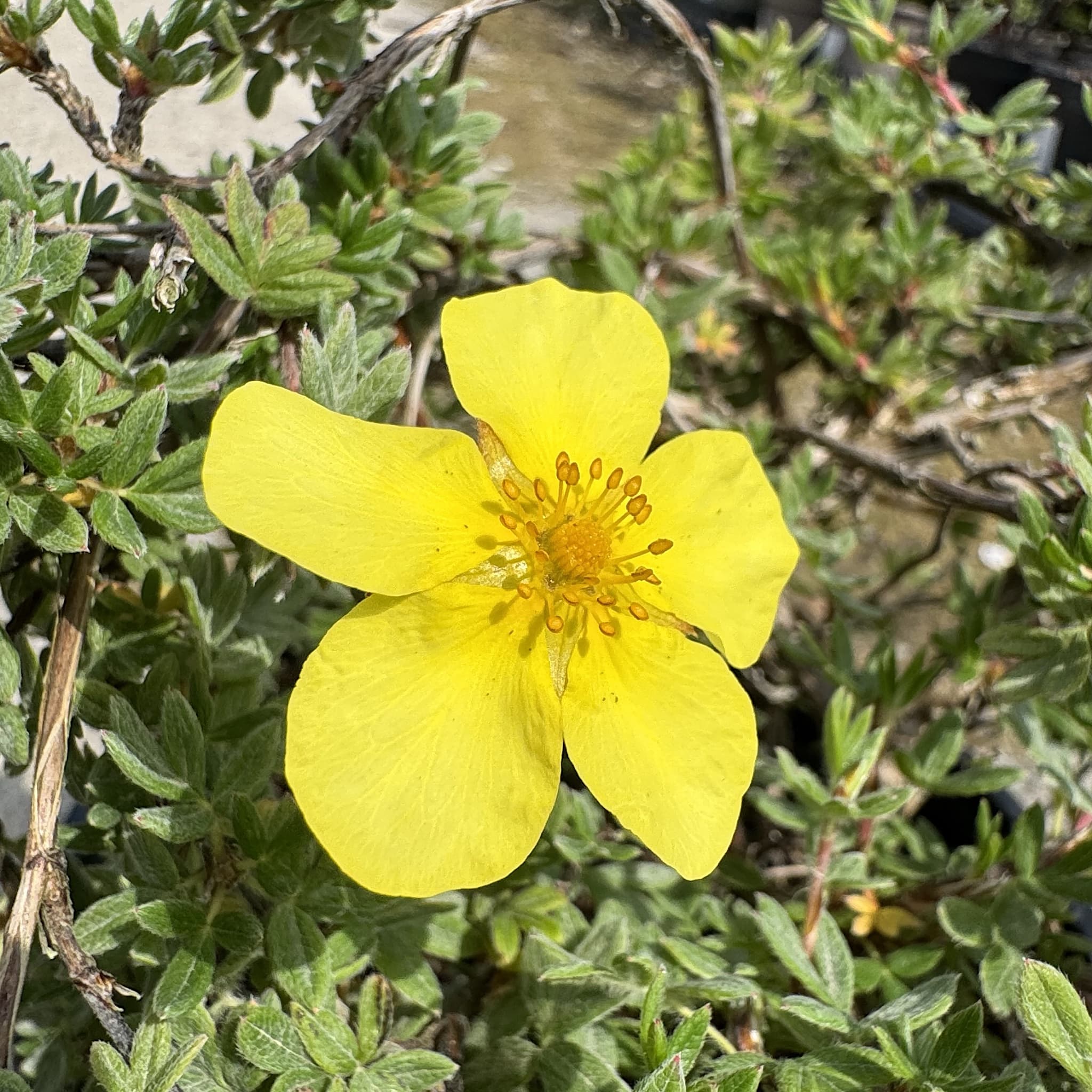 Potentilla frut. 'Elizabeth’