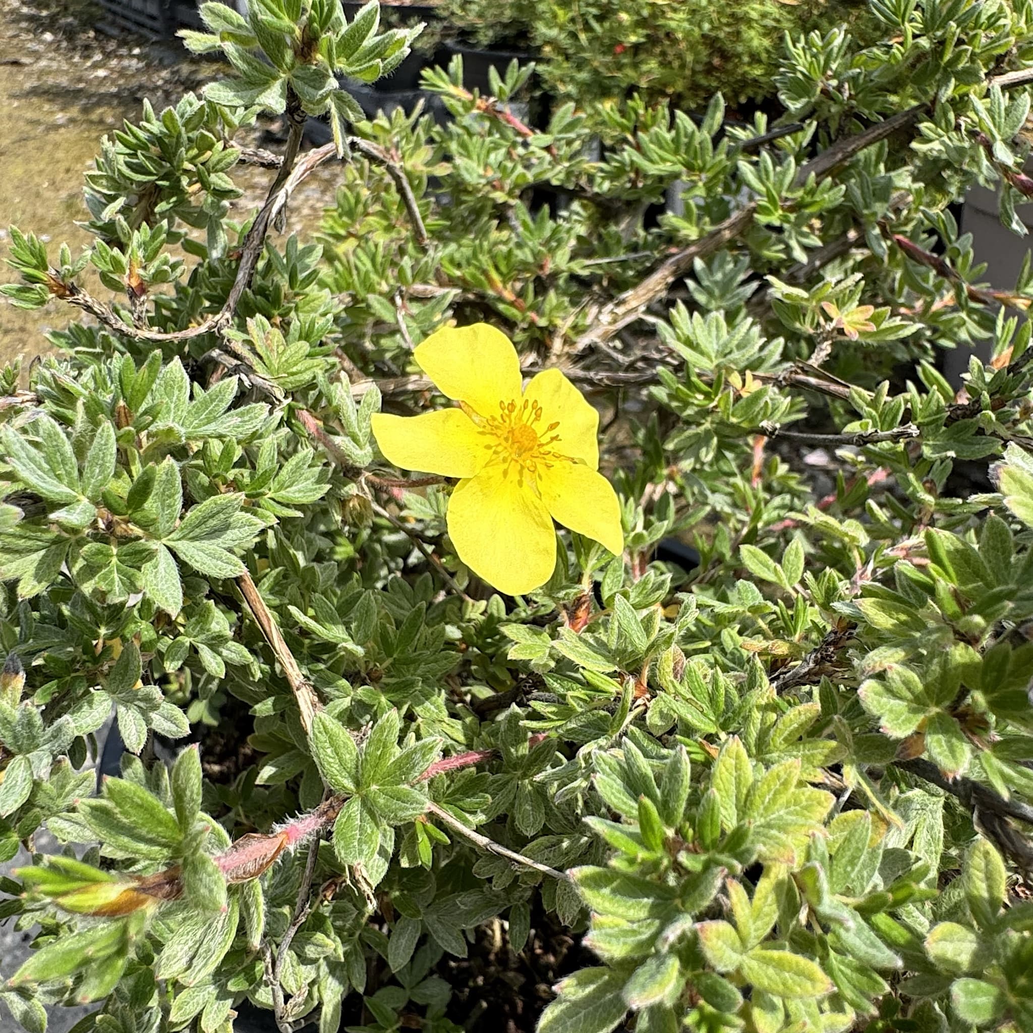 Potentilla frut. 'Elizabeth’