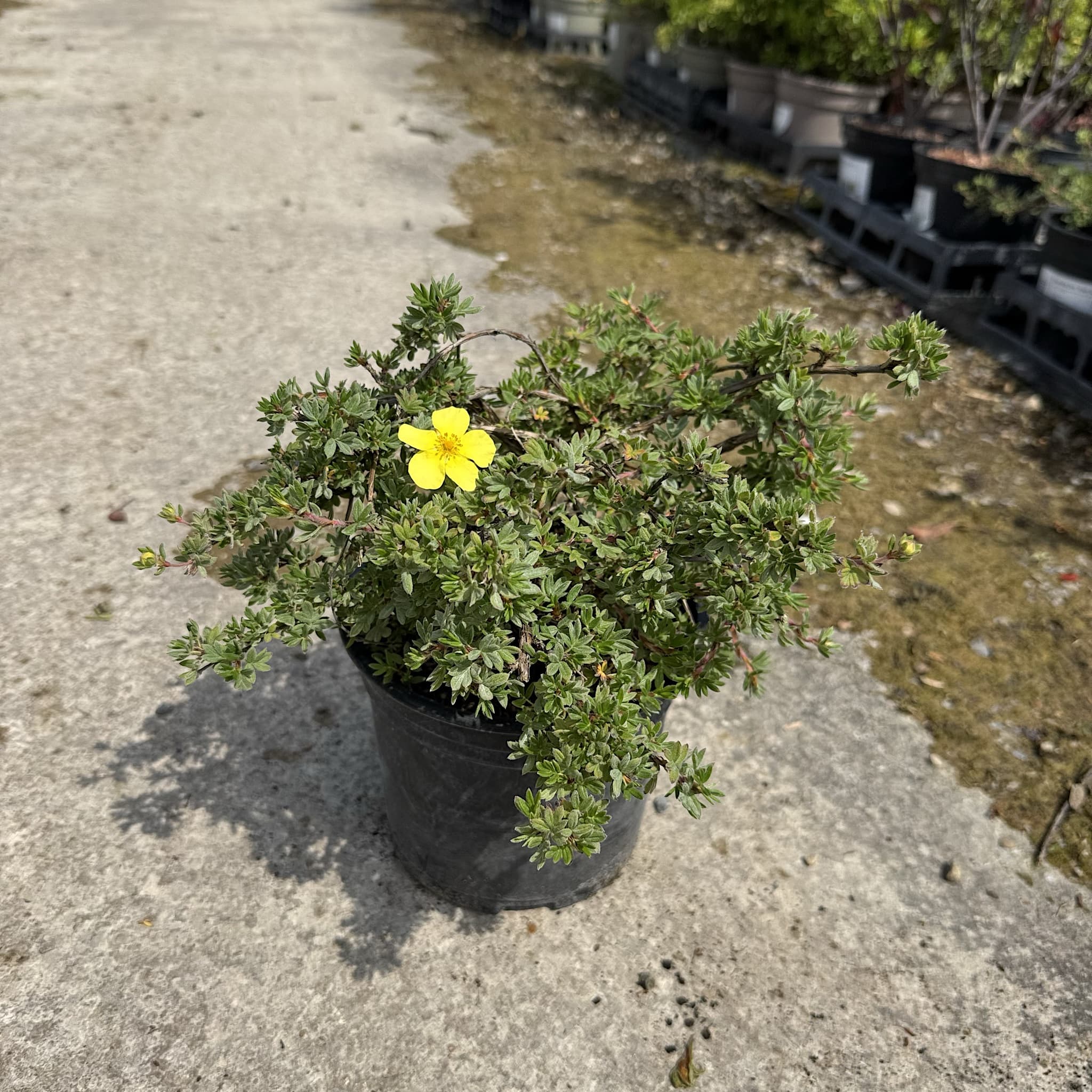 Potentilla frut. 'Elizabeth’