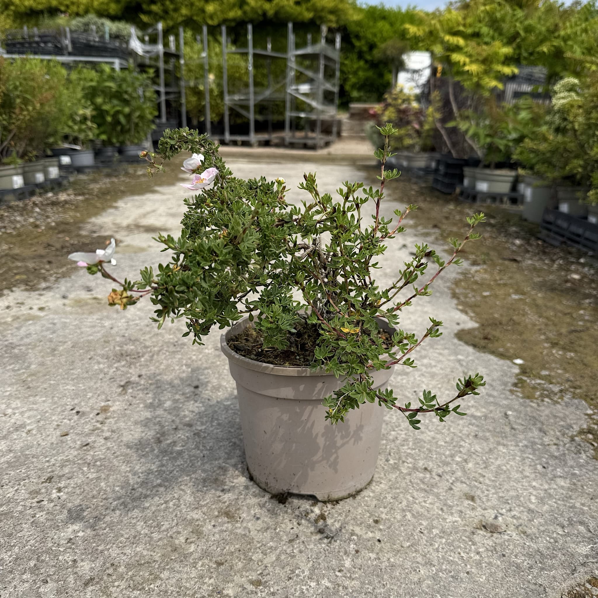 Potentilla 'Lovely Pink'