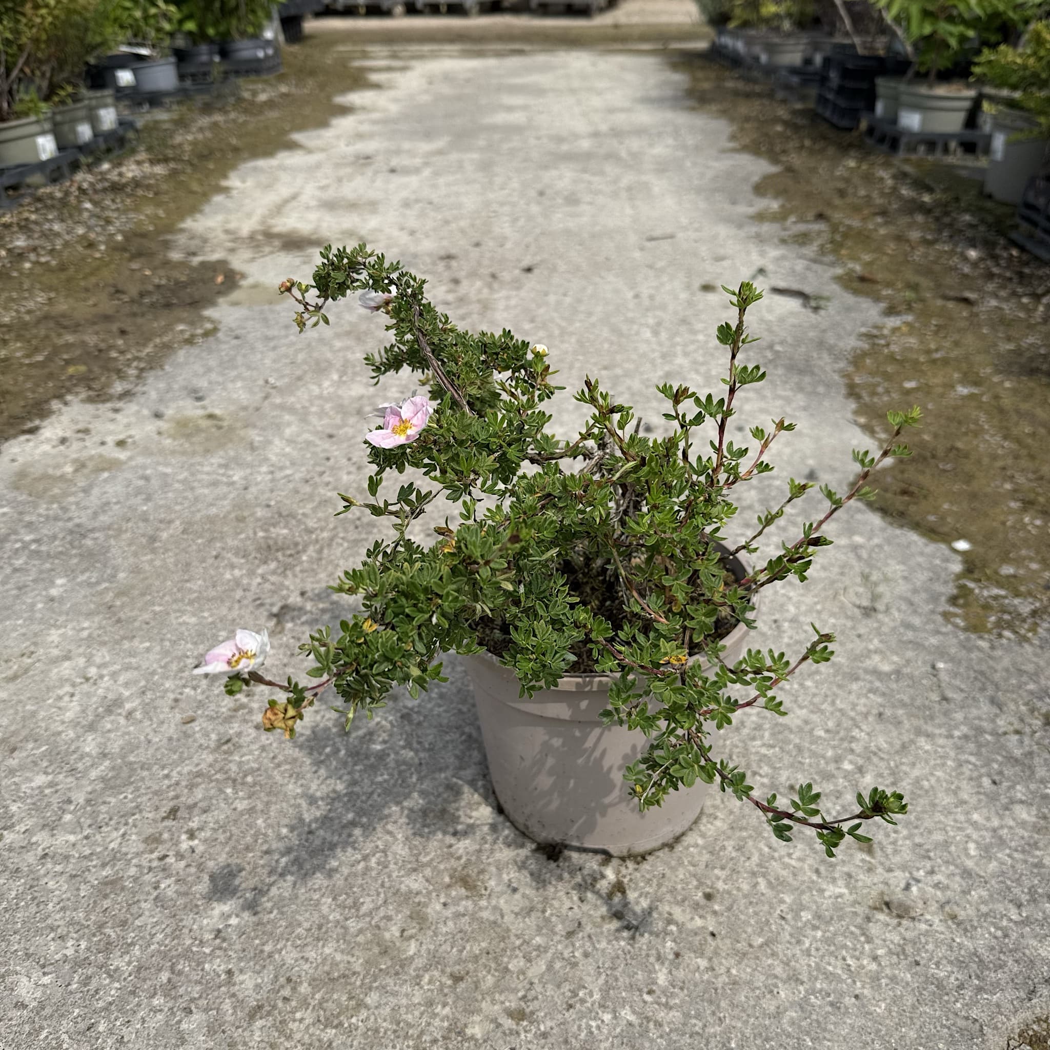 Potentilla 'Lovely Pink'