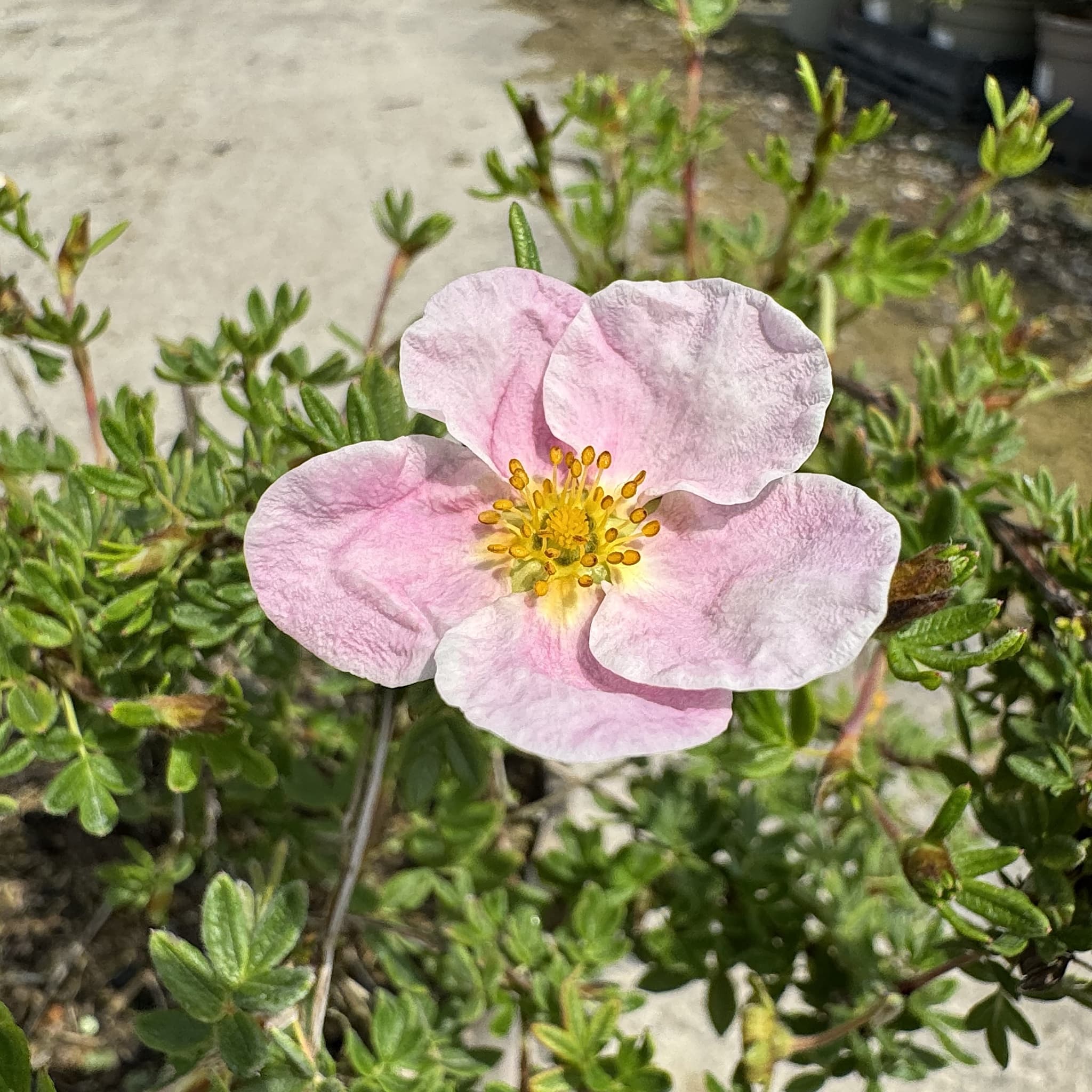 Potentilla 'Lovely Pink'
