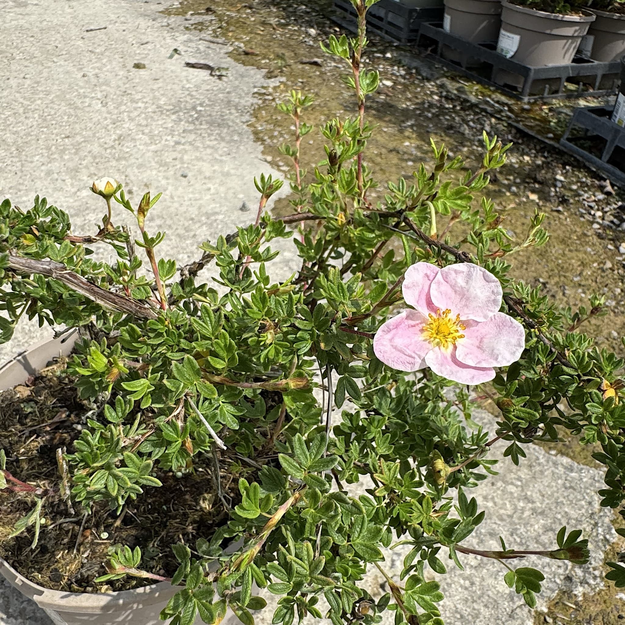 Potentilla 'Lovely Pink'