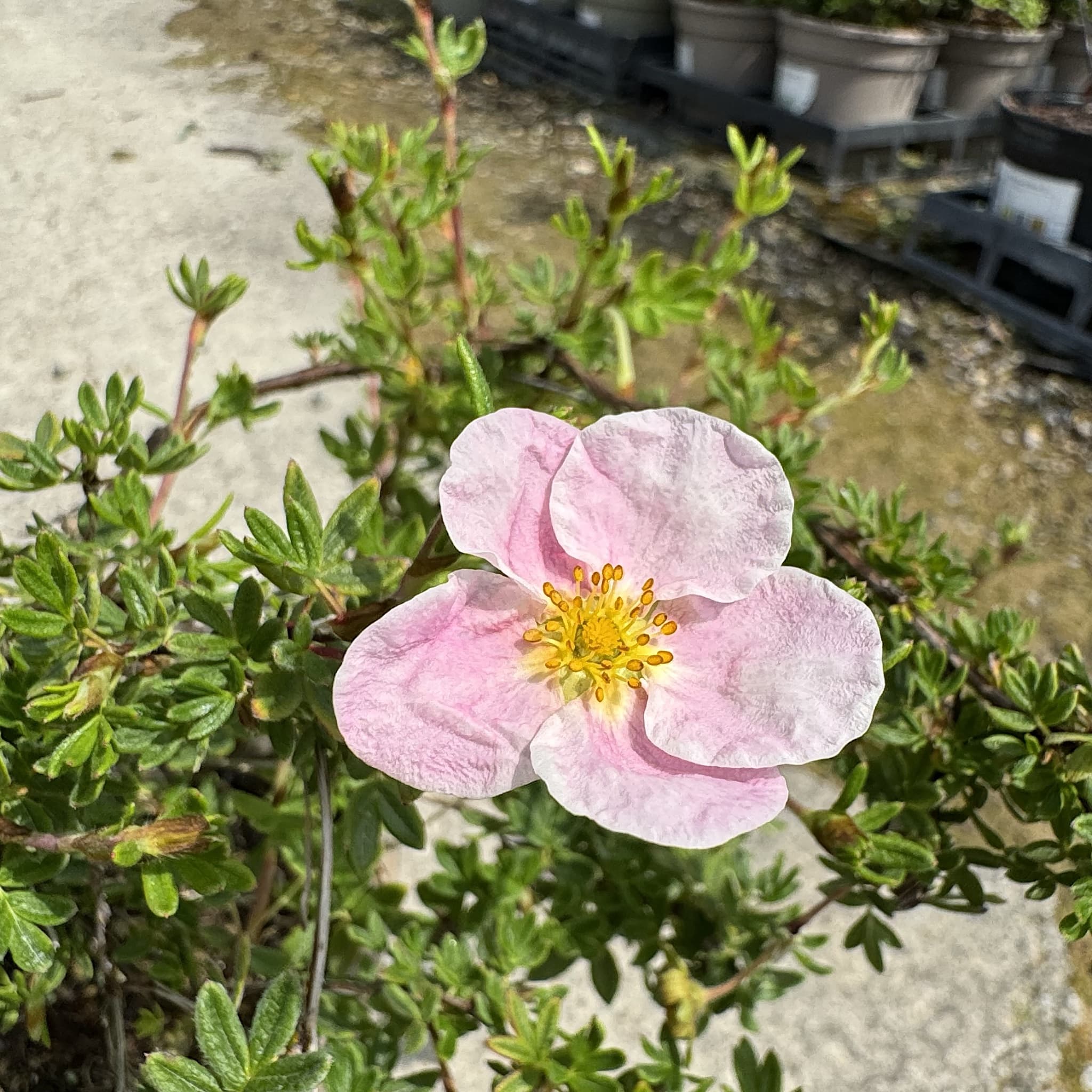 Potentilla 'Lovely Pink'