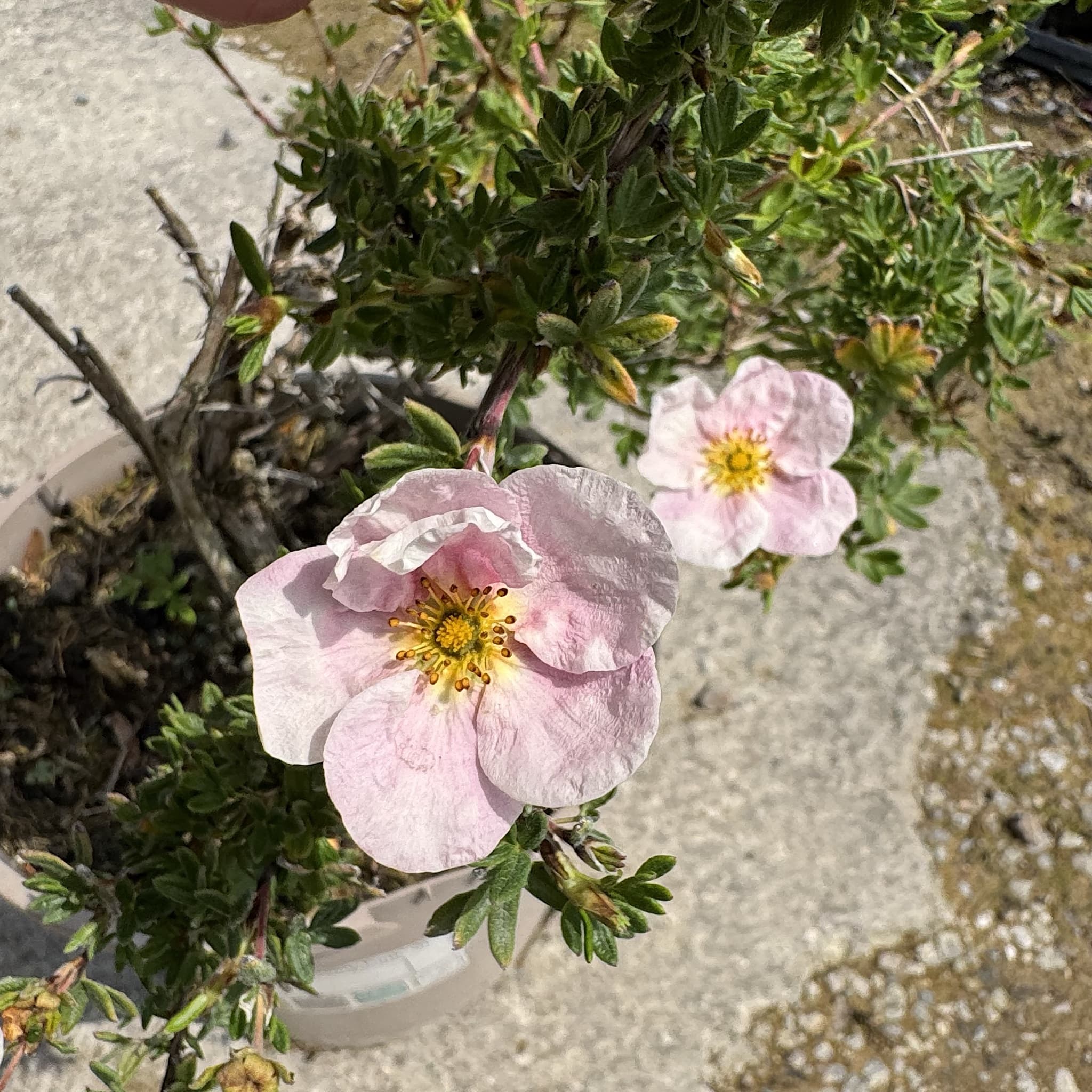 Potentilla 'Lovely Pink'