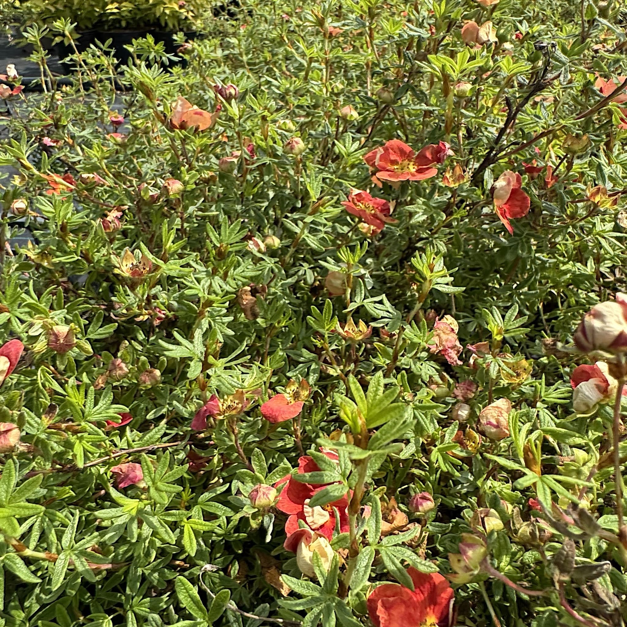Potentilla frut. 'Red Ace'