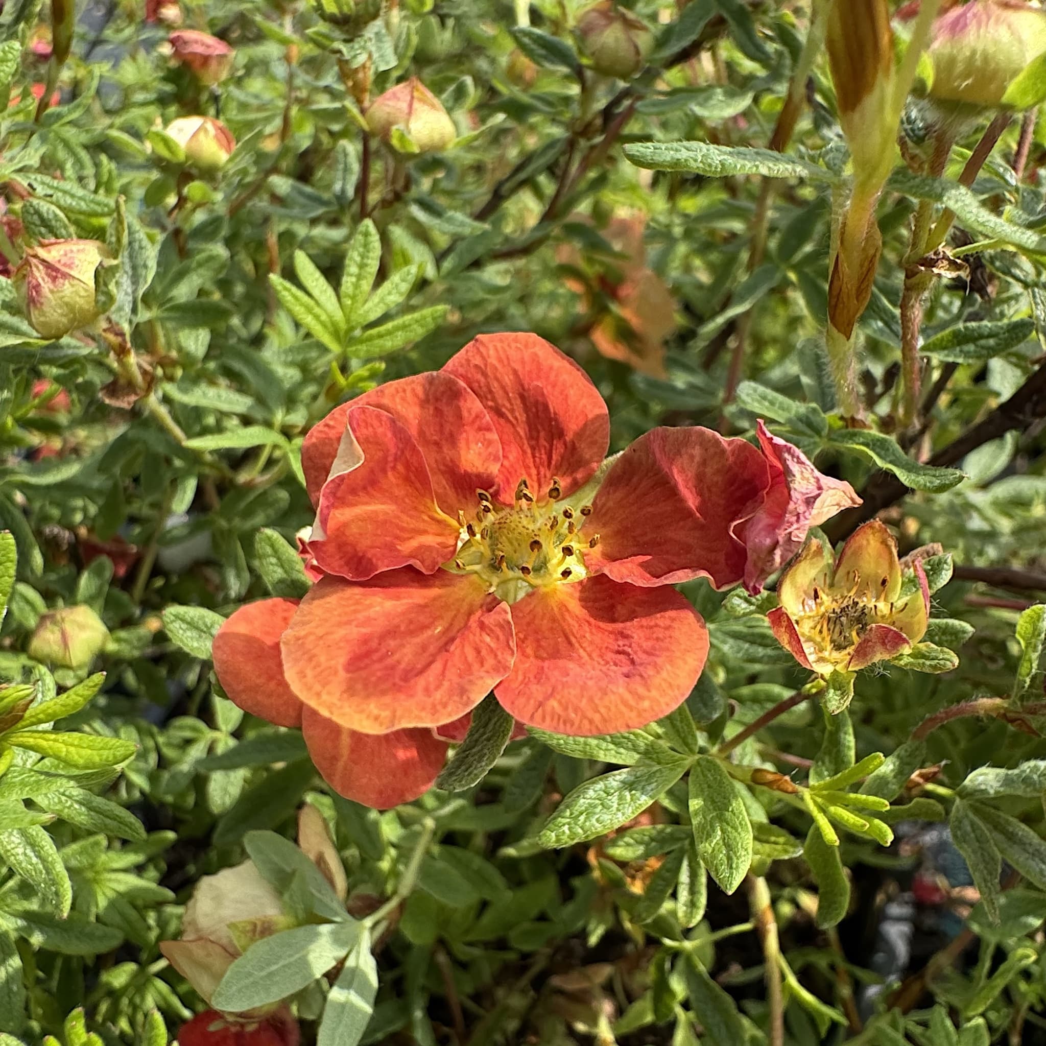 Potentilla frut. 'Red Ace'