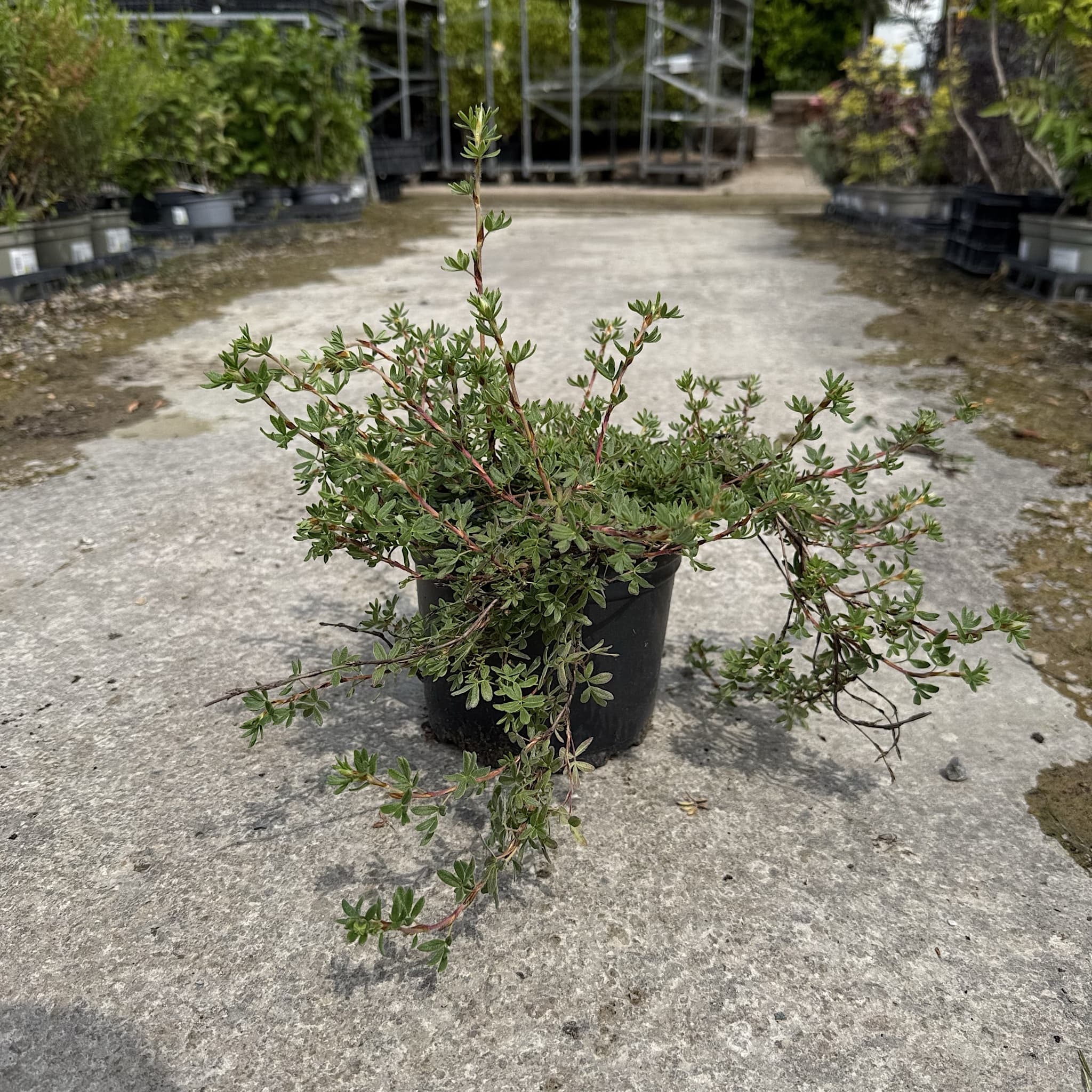 Potentilla frut. 'Red Ace'