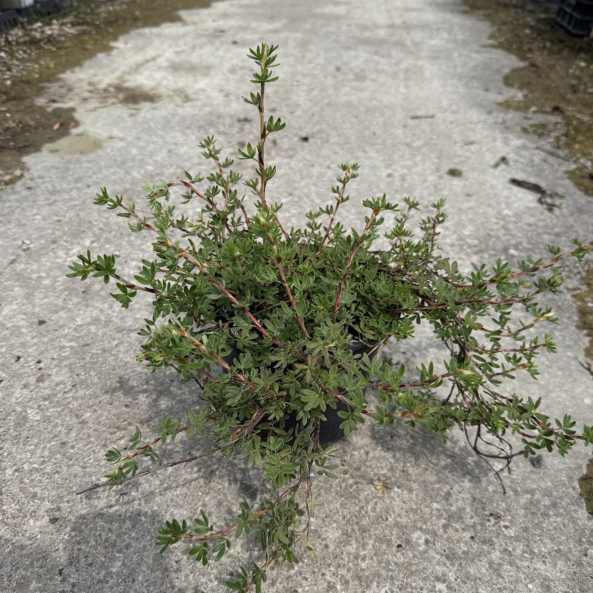Potentilla frut. 'Red Ace'