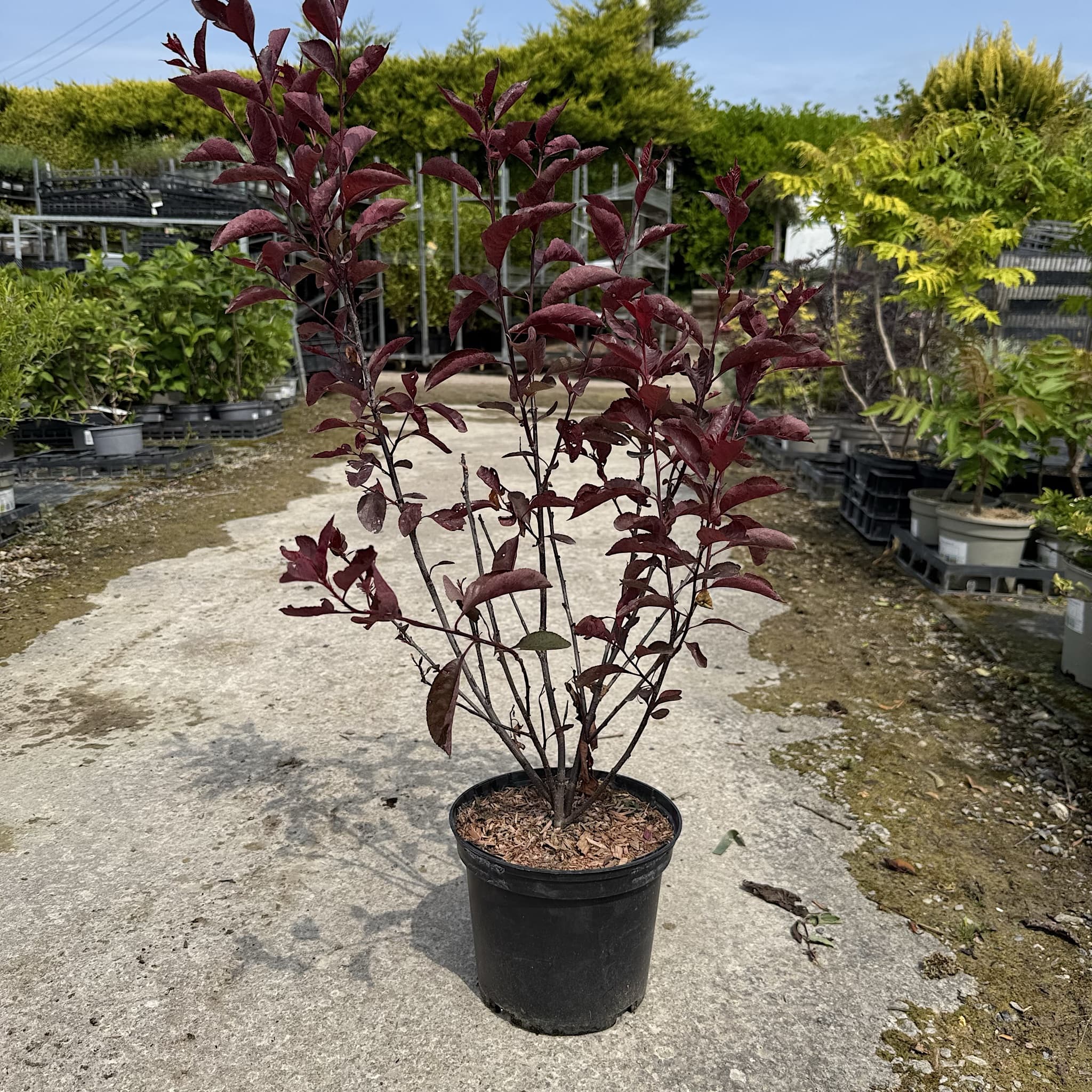 Prunus cistena