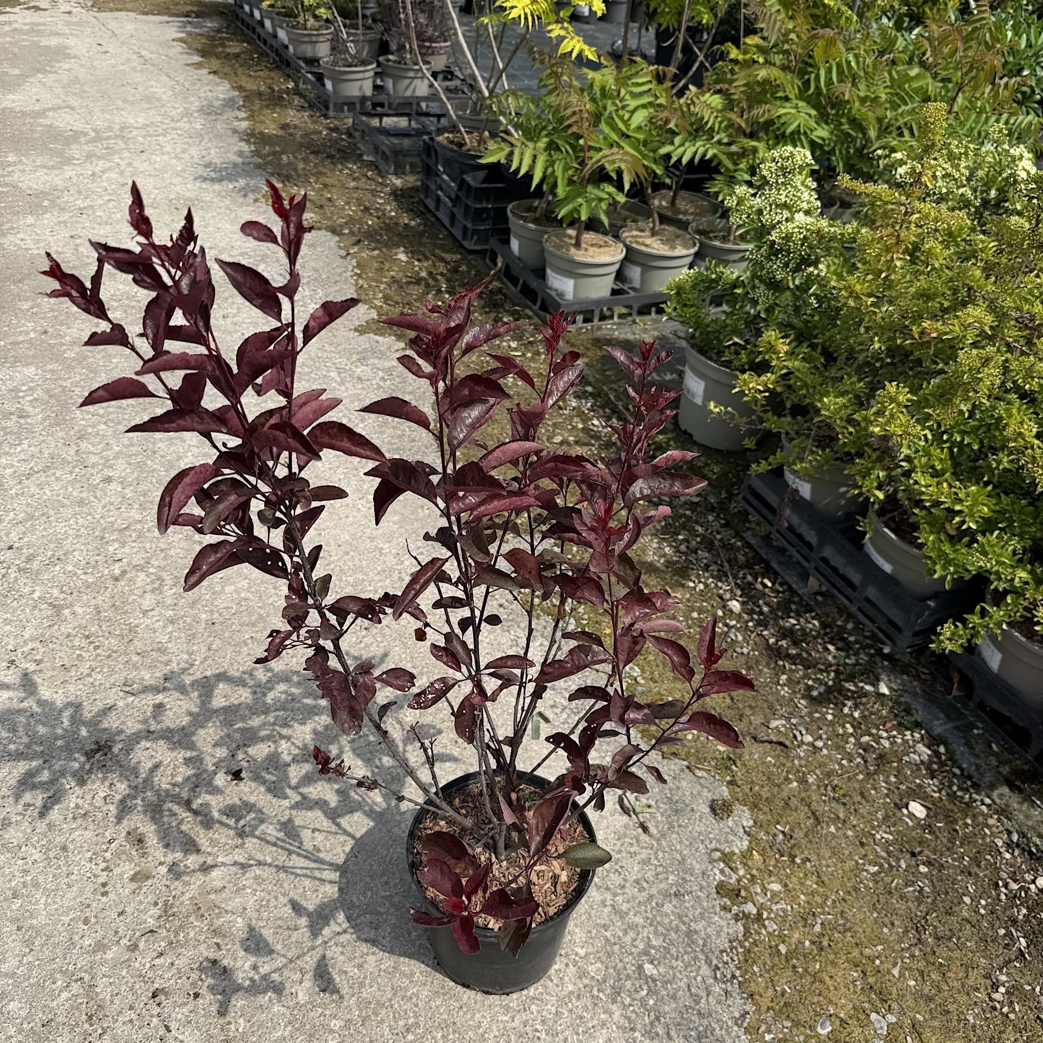 Prunus cistena