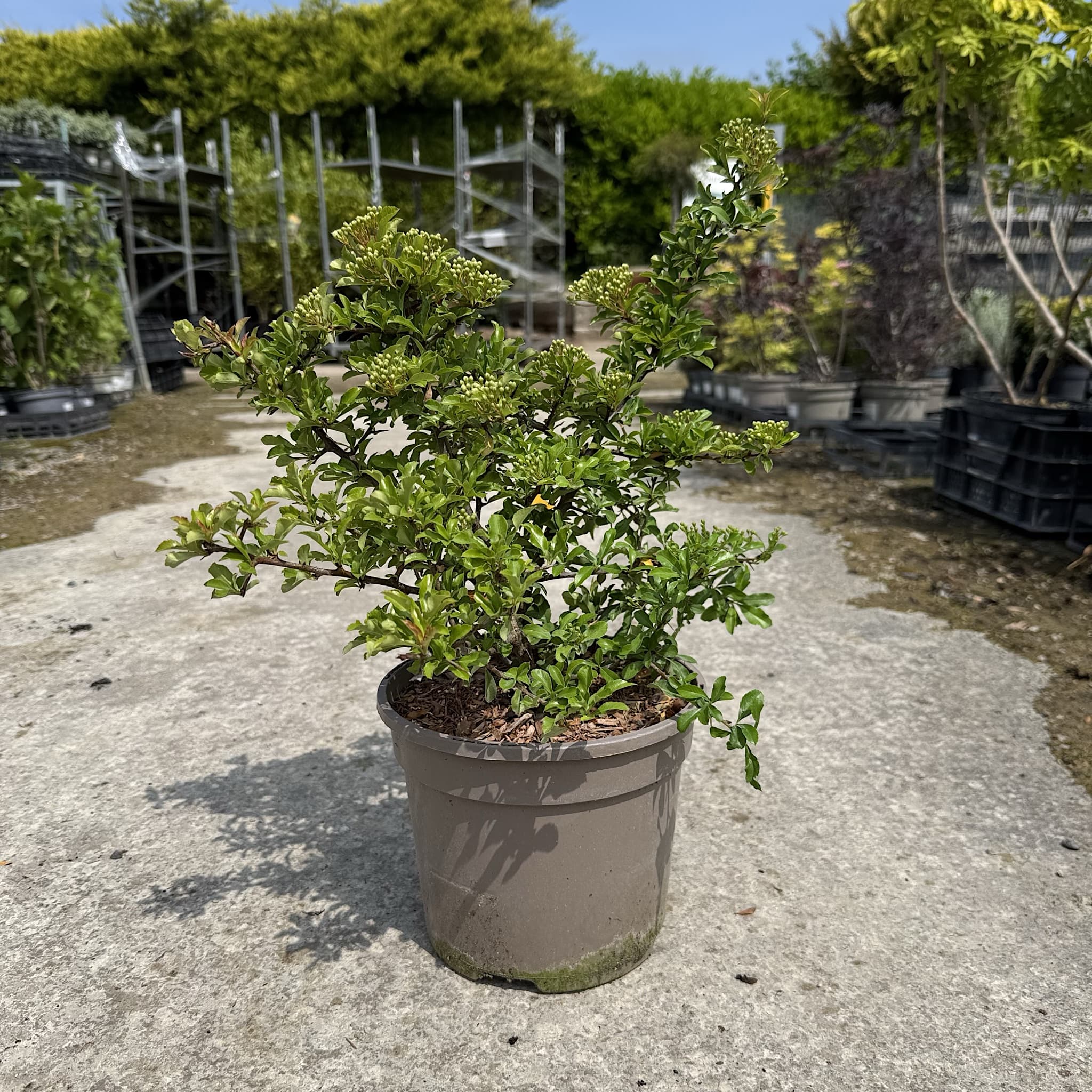 Pyracantha 'Teton'