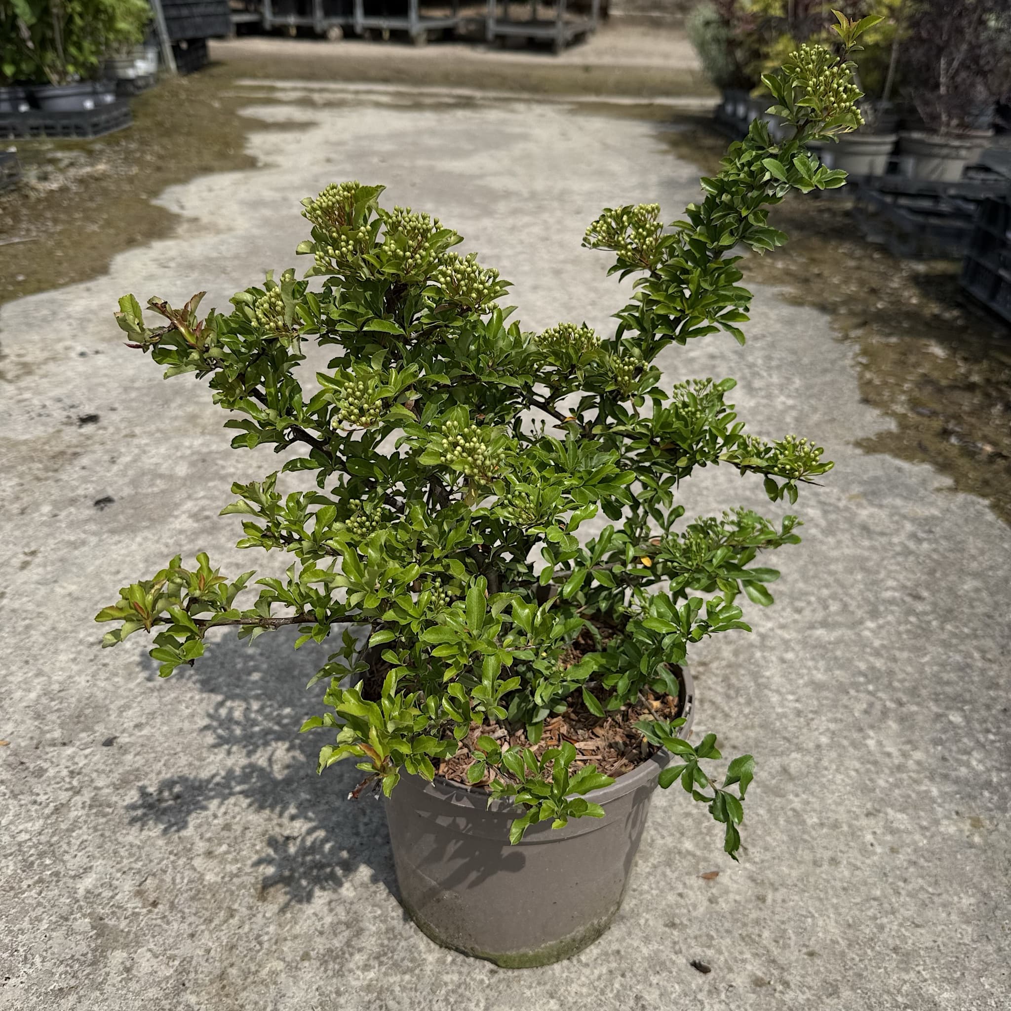 Pyracantha 'Teton'