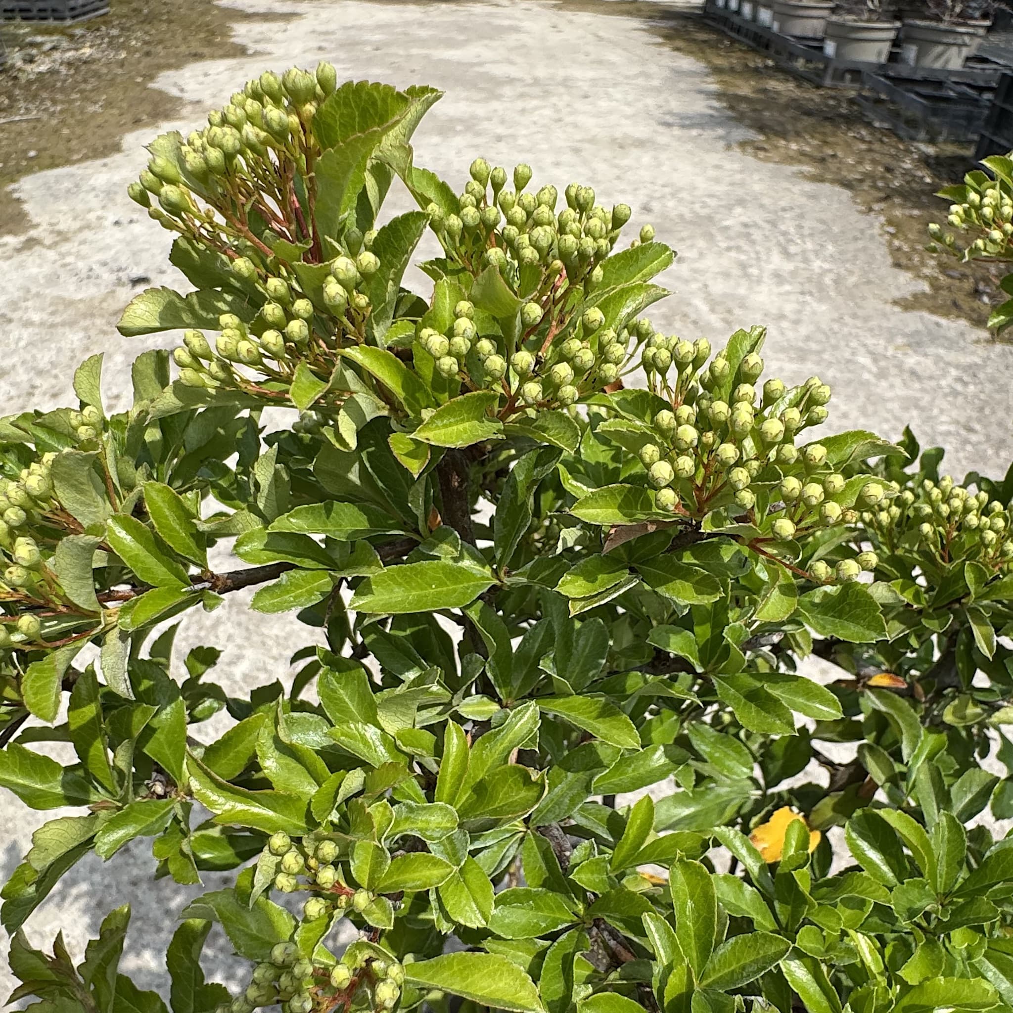 Pyracantha 'Teton'
