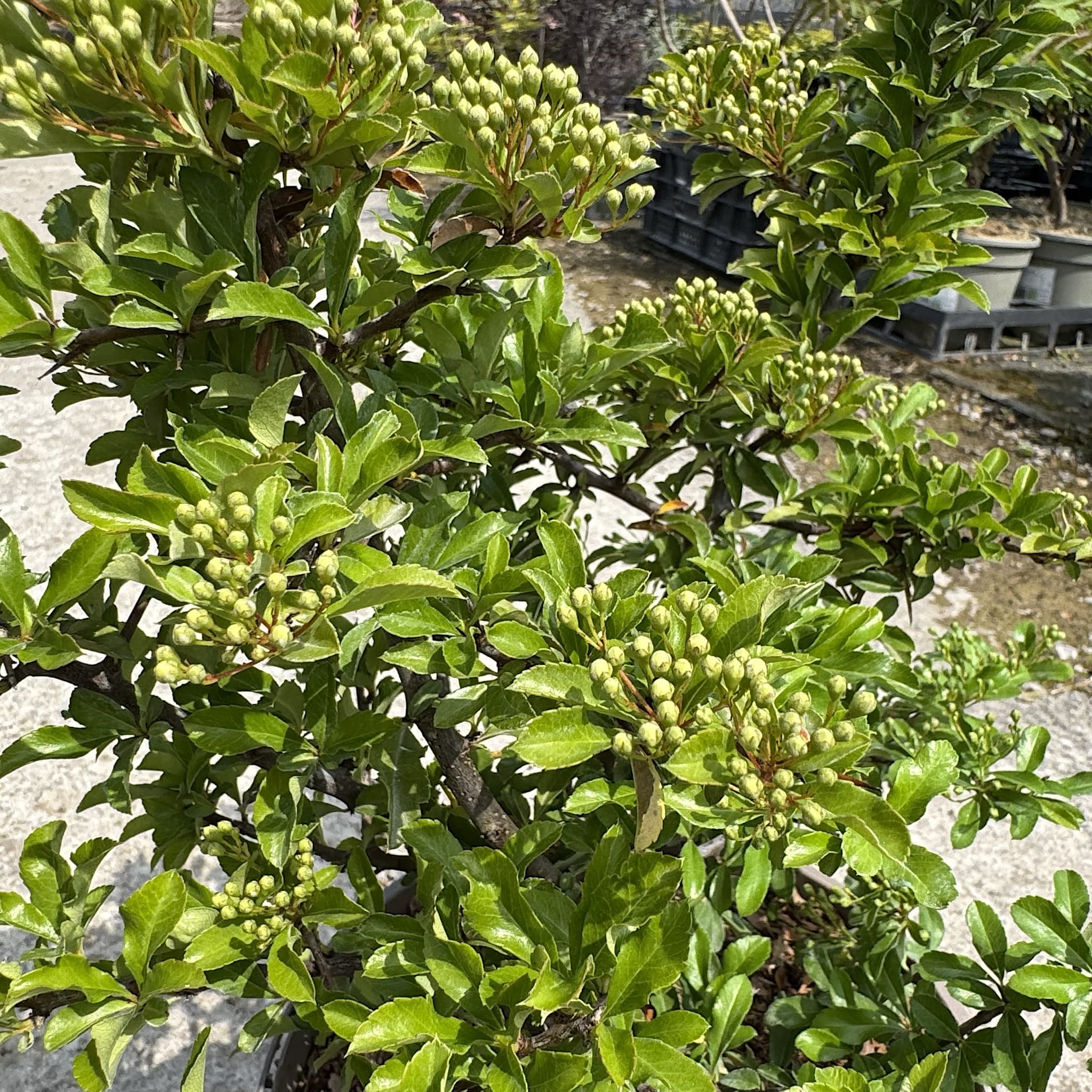 Pyracantha 'Teton'