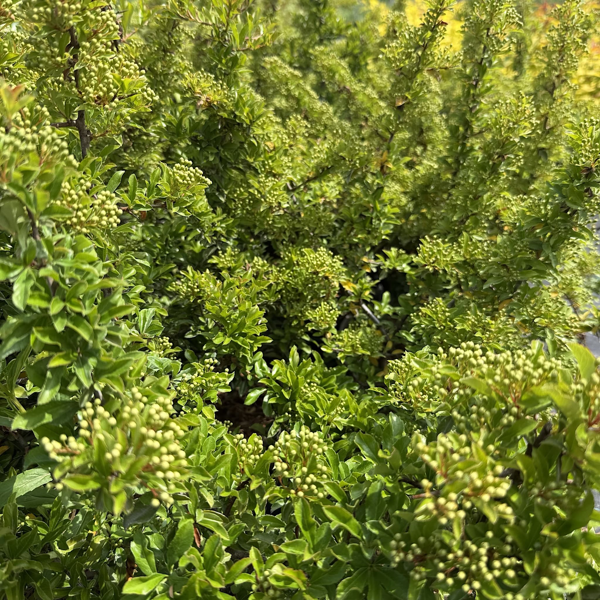 Pyracantha 'Teton'