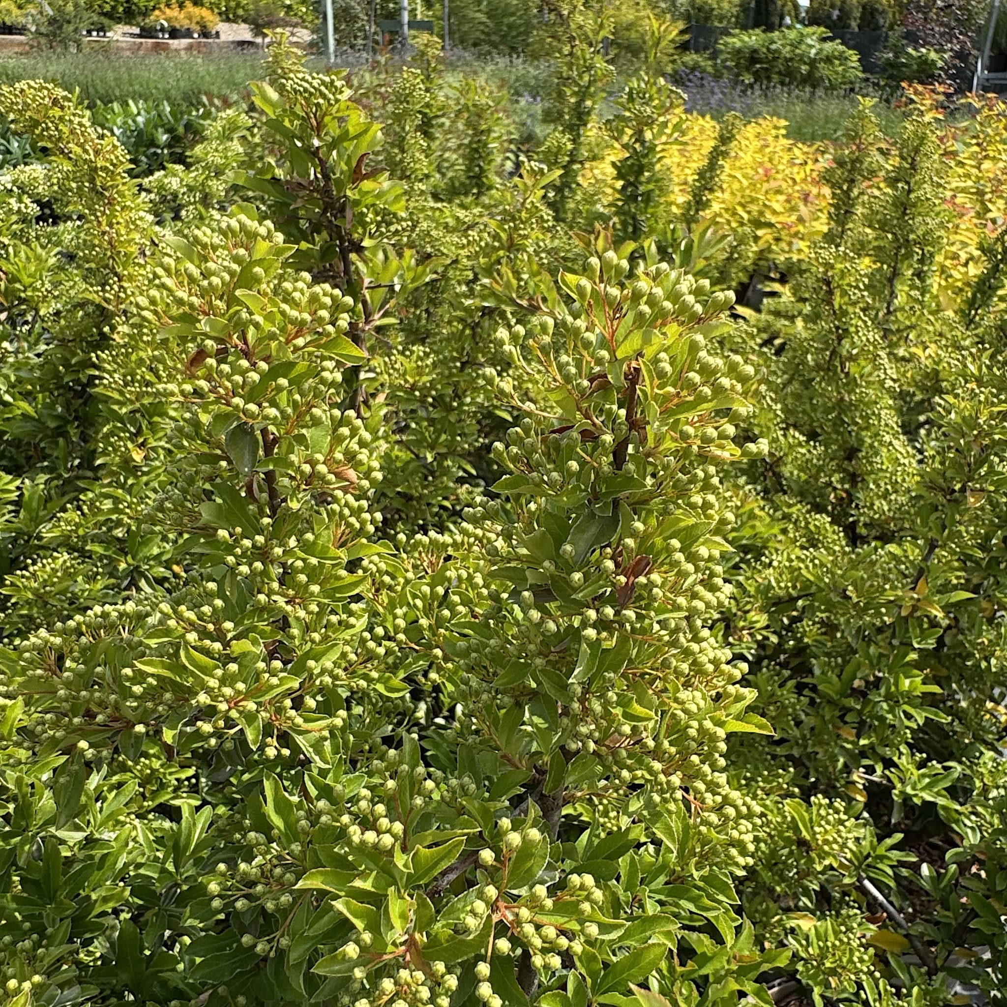 Pyracantha 'Teton'