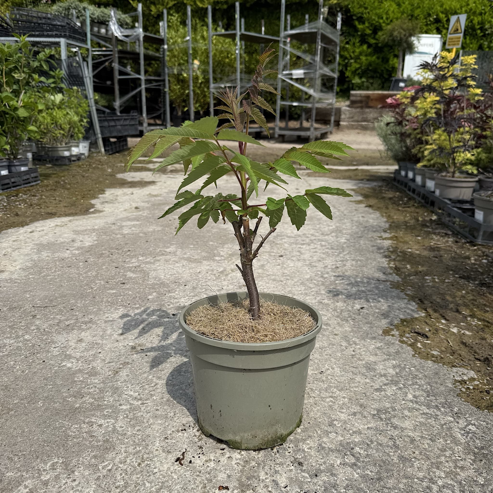 Rhus typhina