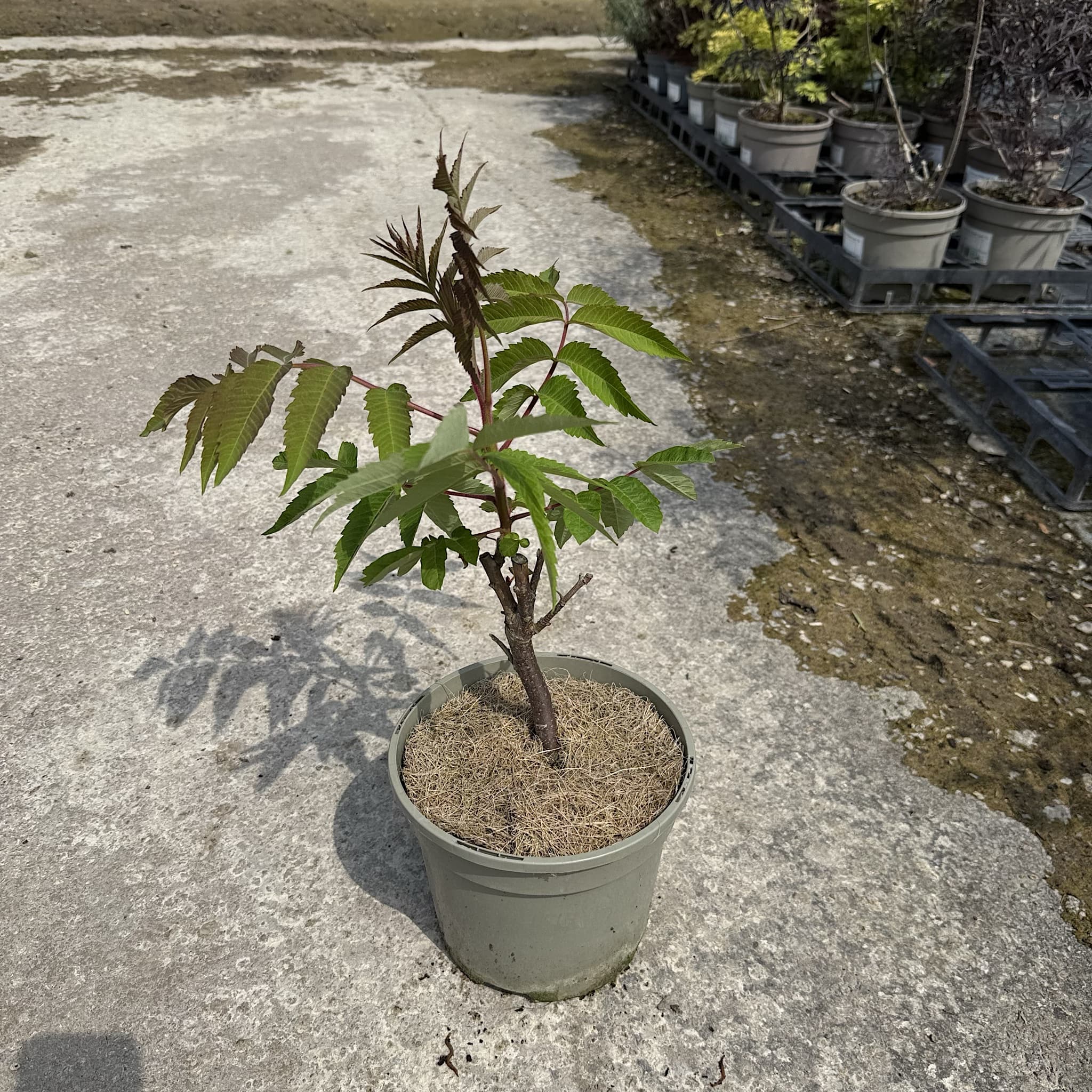 Rhus typhina