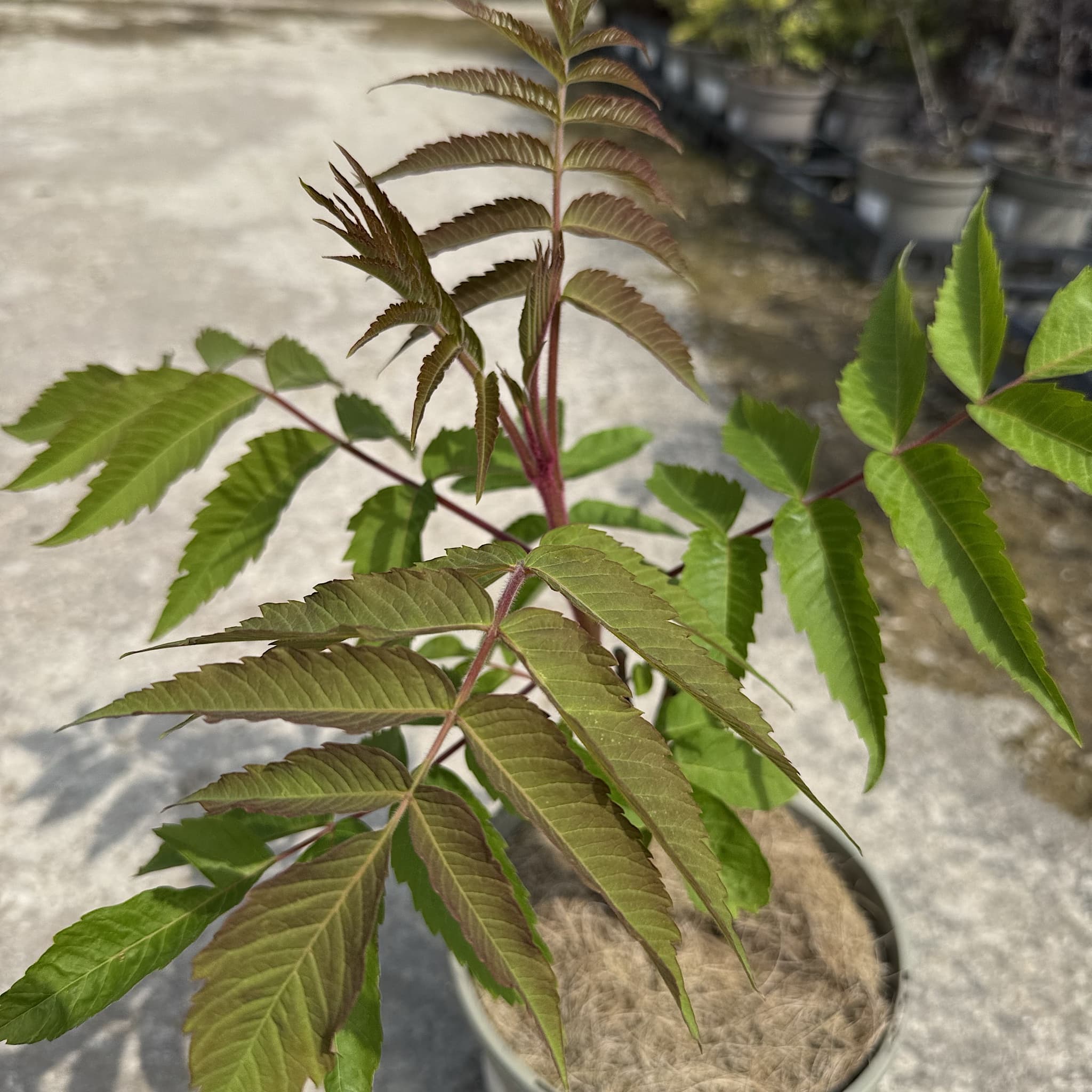 Rhus typhina
