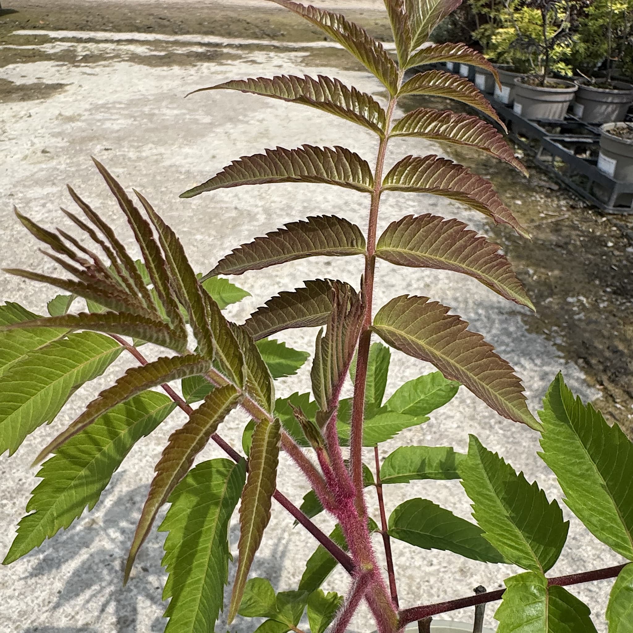 Rhus typhina