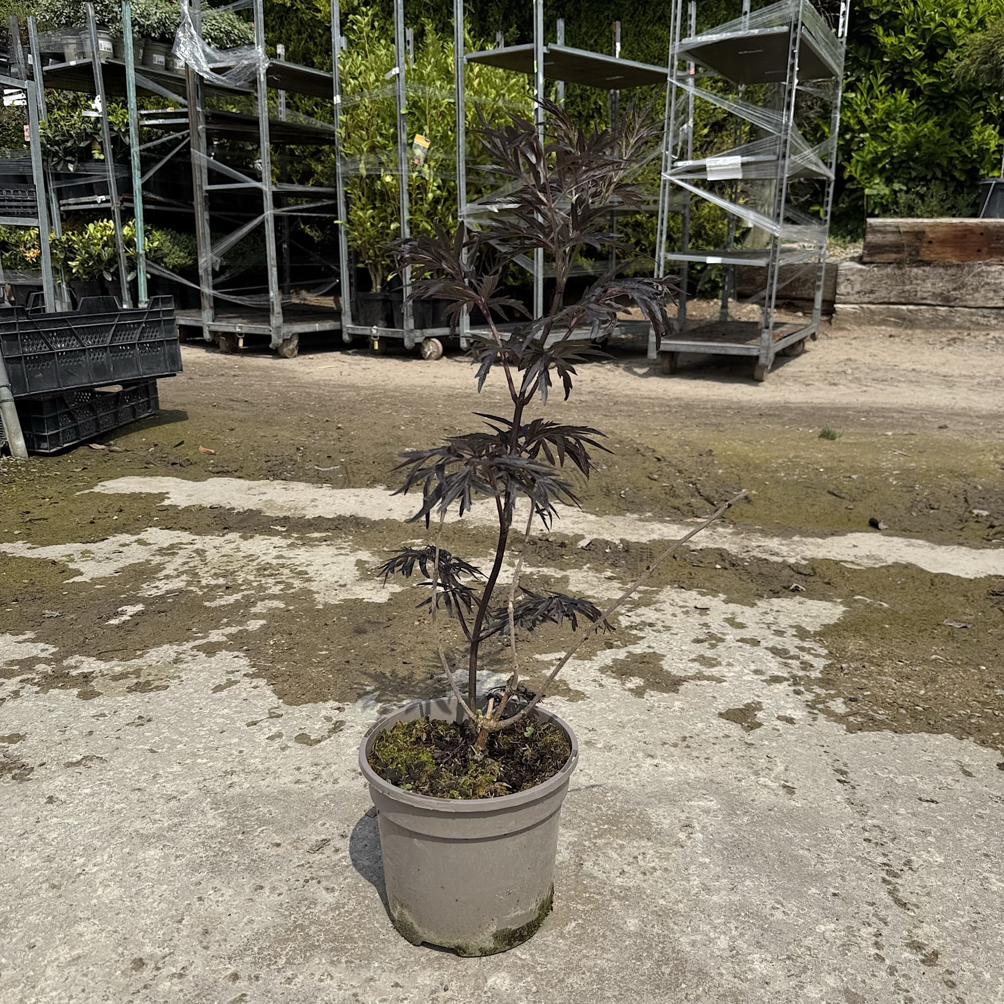 Sambucus 'Cherry Lace'