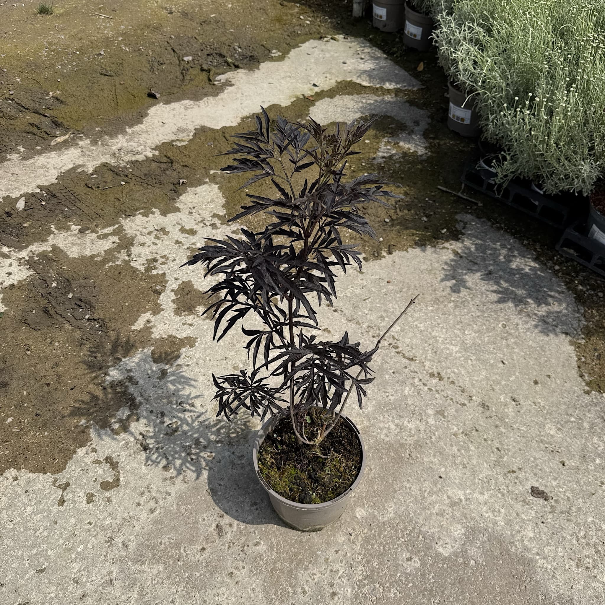 Sambucus 'Cherry Lace'