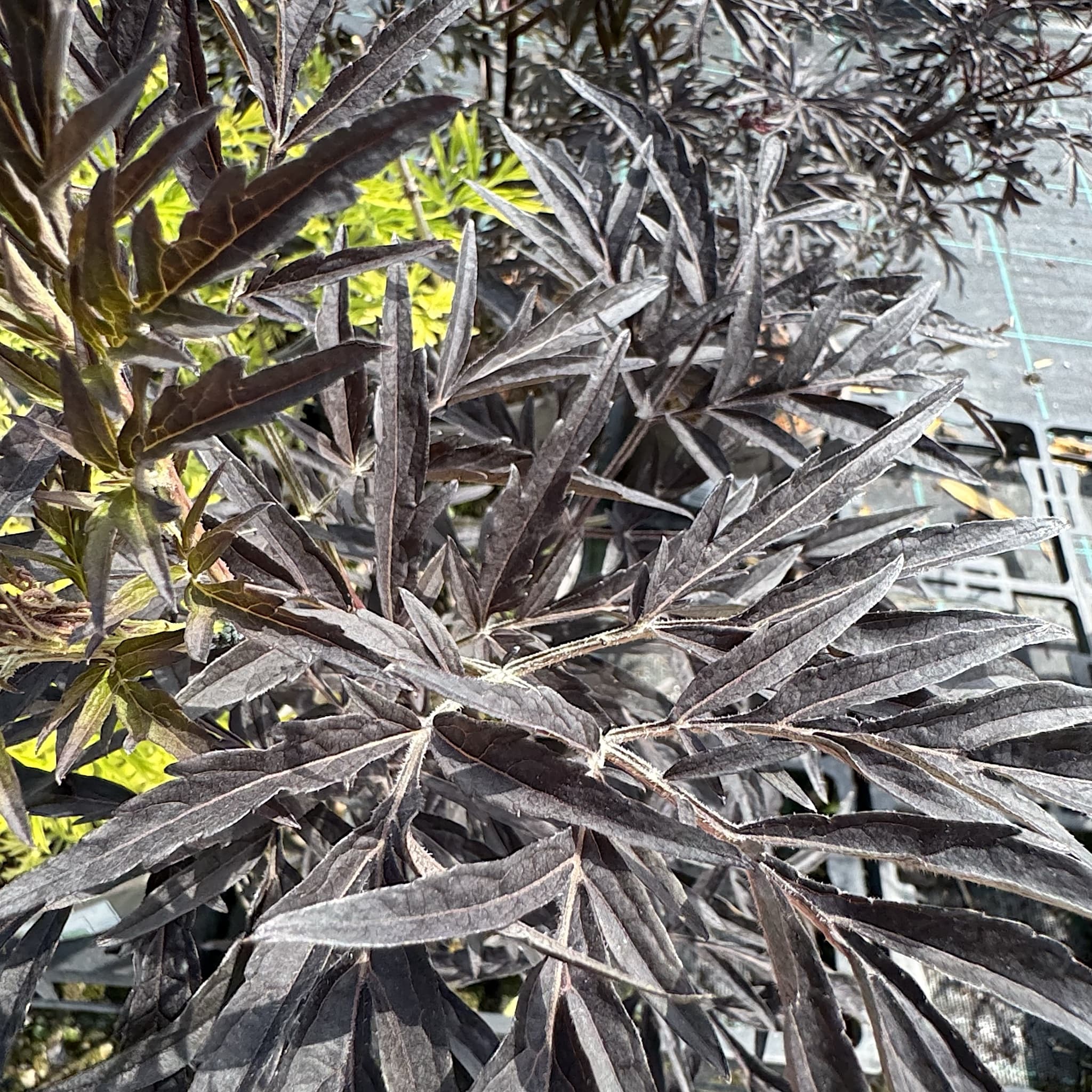 Sambucus 'Cherry Lace'