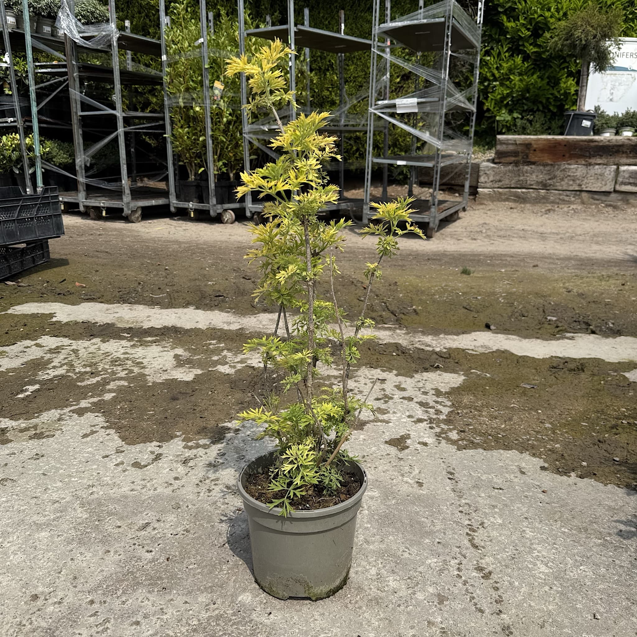 Sambucus nigra 'Golden Tower'
