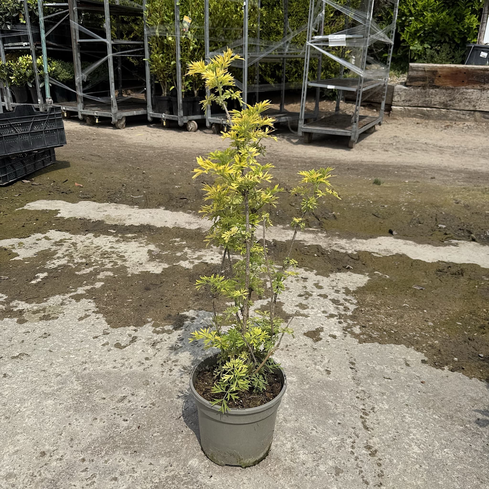 Sambucus nigra 'Golden Tower'